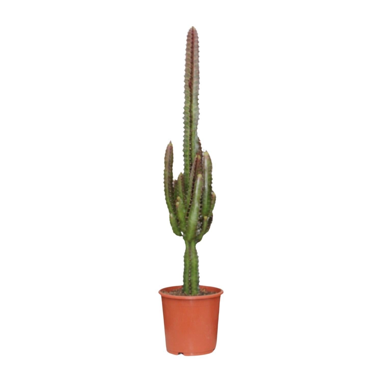Wolfsmilch - Euphorbia Trigona Rubra - Ø17cm