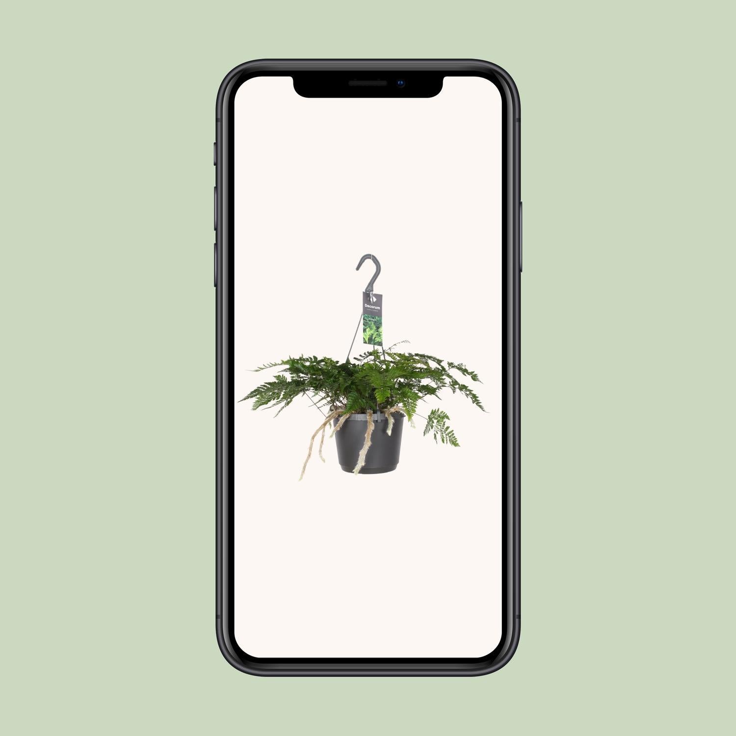 Hasenpfotenfarn - Davallia Bullata - Ø17cm - ↕30cm