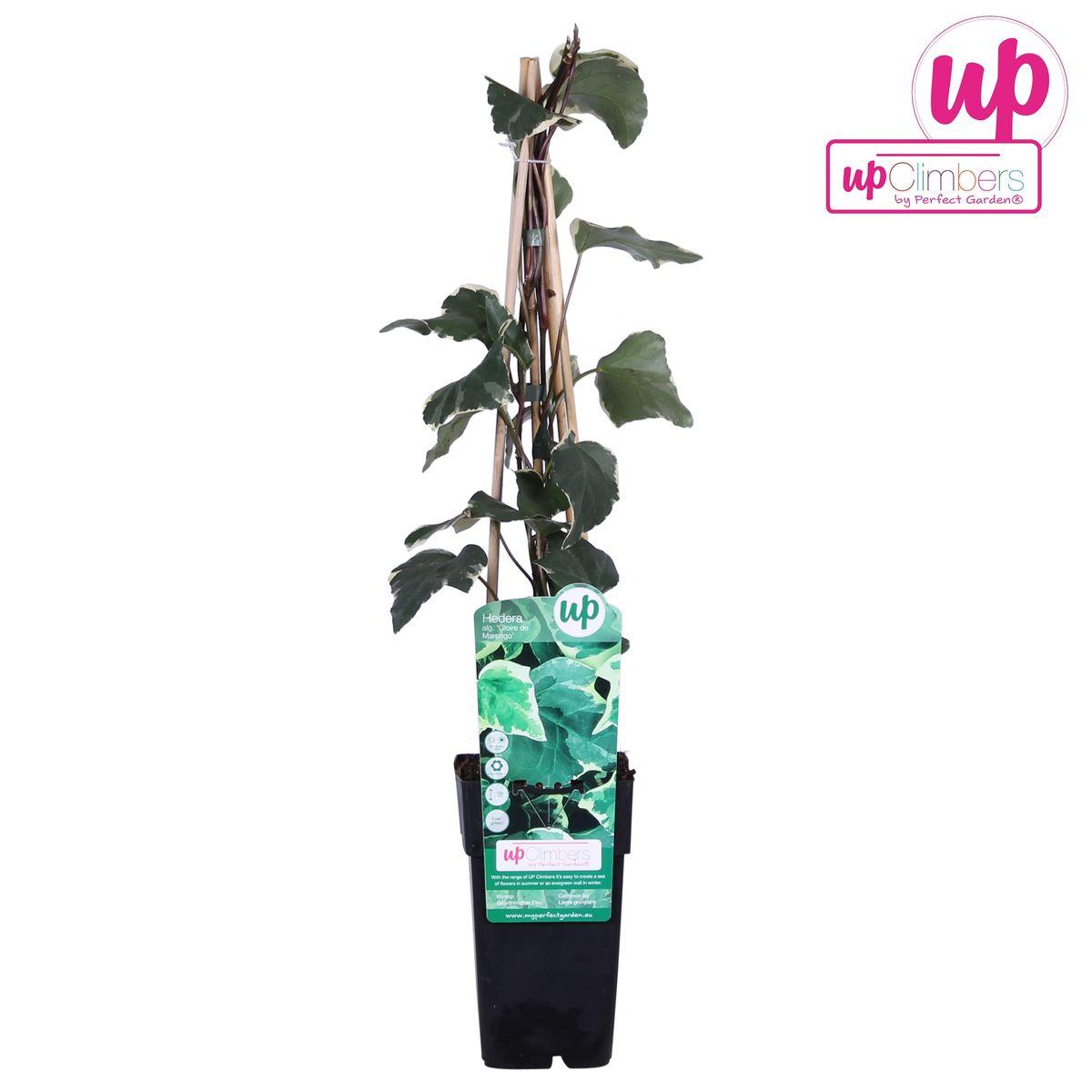 Algerischer Efeu - Hedera algeriensis 'Gloire de Maren' ↨65cm - Ø15