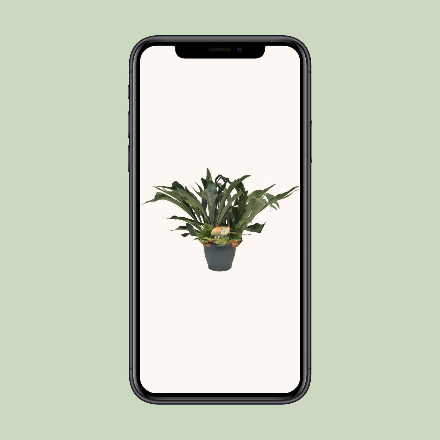 Geweihfarn - Platycerium Bifurcatum - Ø21 ↕50