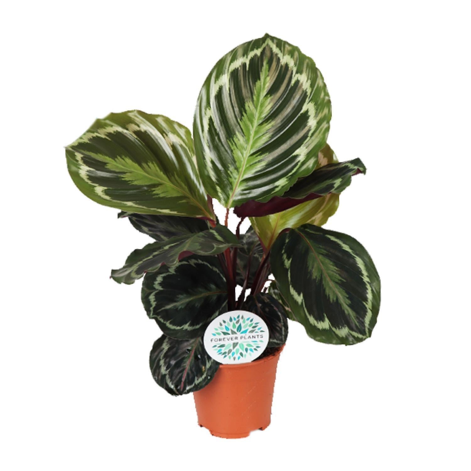 Pfauenpflanze - Calathea Medallion - Ø14cm - ↕45cm