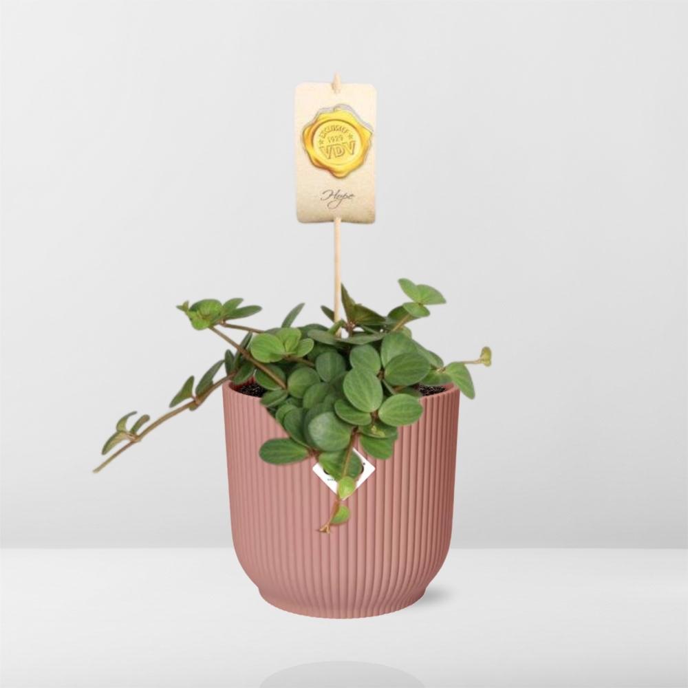 Zwergpfefferpflanze - Peperomia Hope in ELHO Vibes Fold 14cm Topf rosa