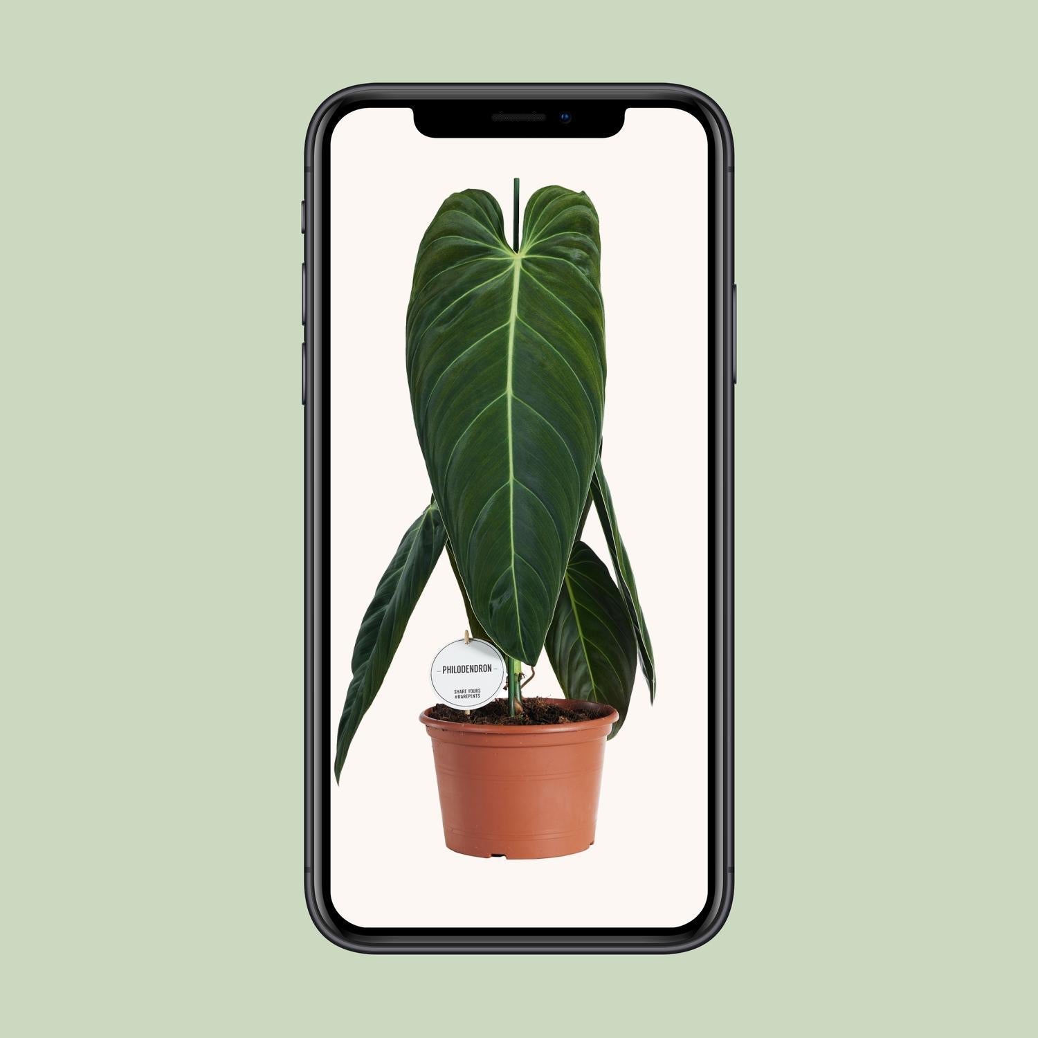 Schwarzgoldener Baumfreund - Philodendron Melanochrysum - Ø21cm - ↕75cm