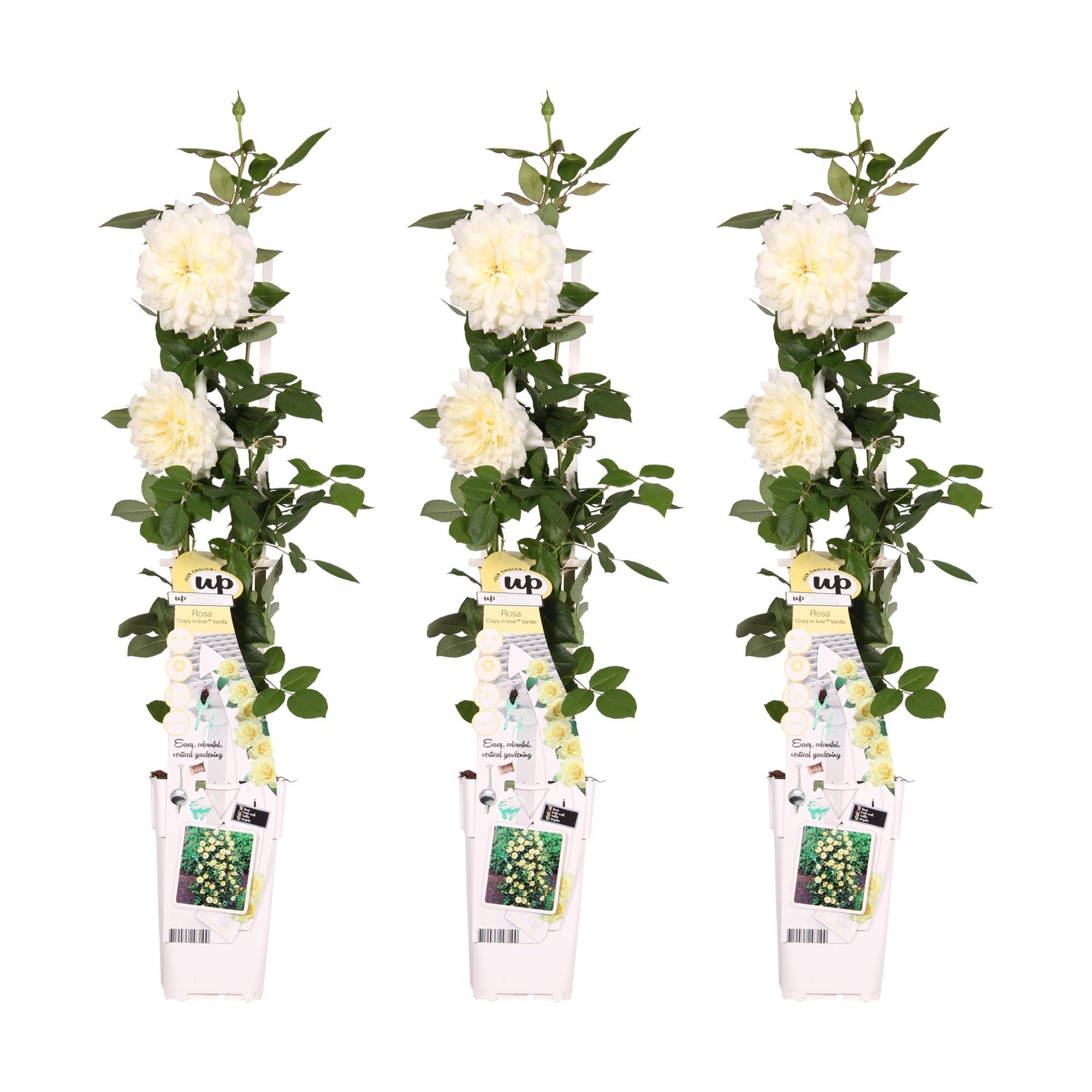 Rosen Set - Rose Crazy in love 'Vanilla' - ↨65cm - Ø15 Cremewiße Rose 3 Stück Kletterrose