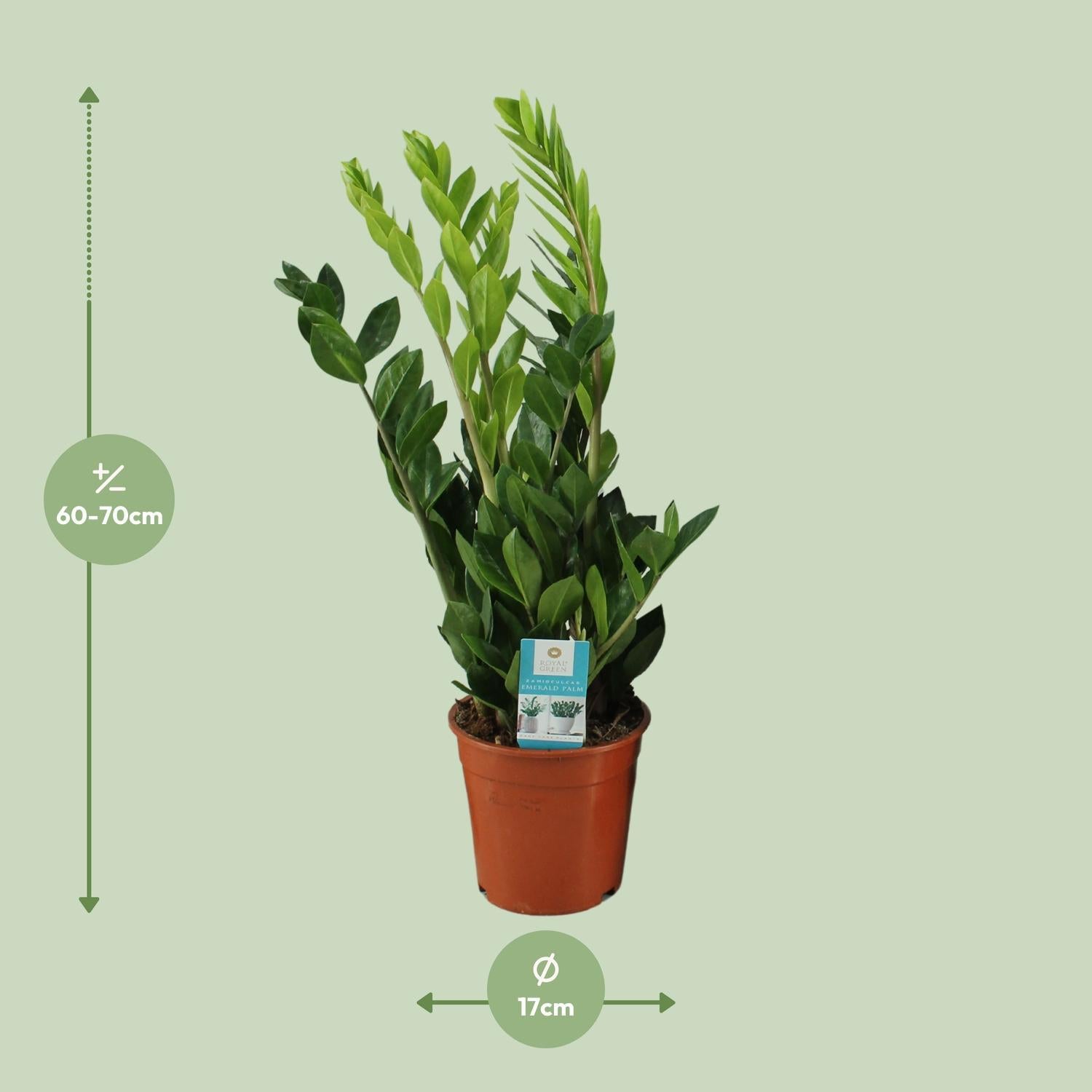 Glücksfeder - Zamioculcas Zamiifolia - Ø17cm - ↕65cm