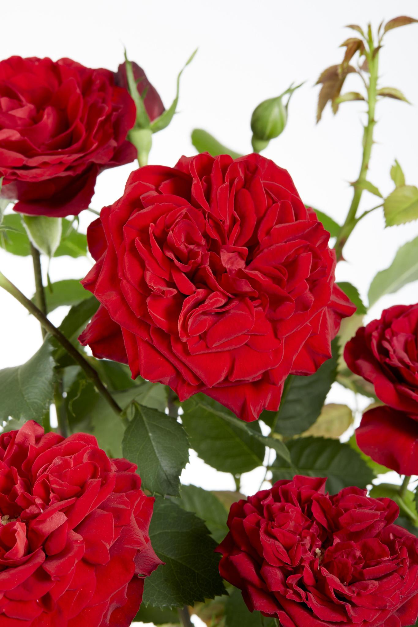 Rosen Set - Rose Crazy in love 'Red' - ↨65cm - Ø15 Rote Rose 3 Stück Kletterrose