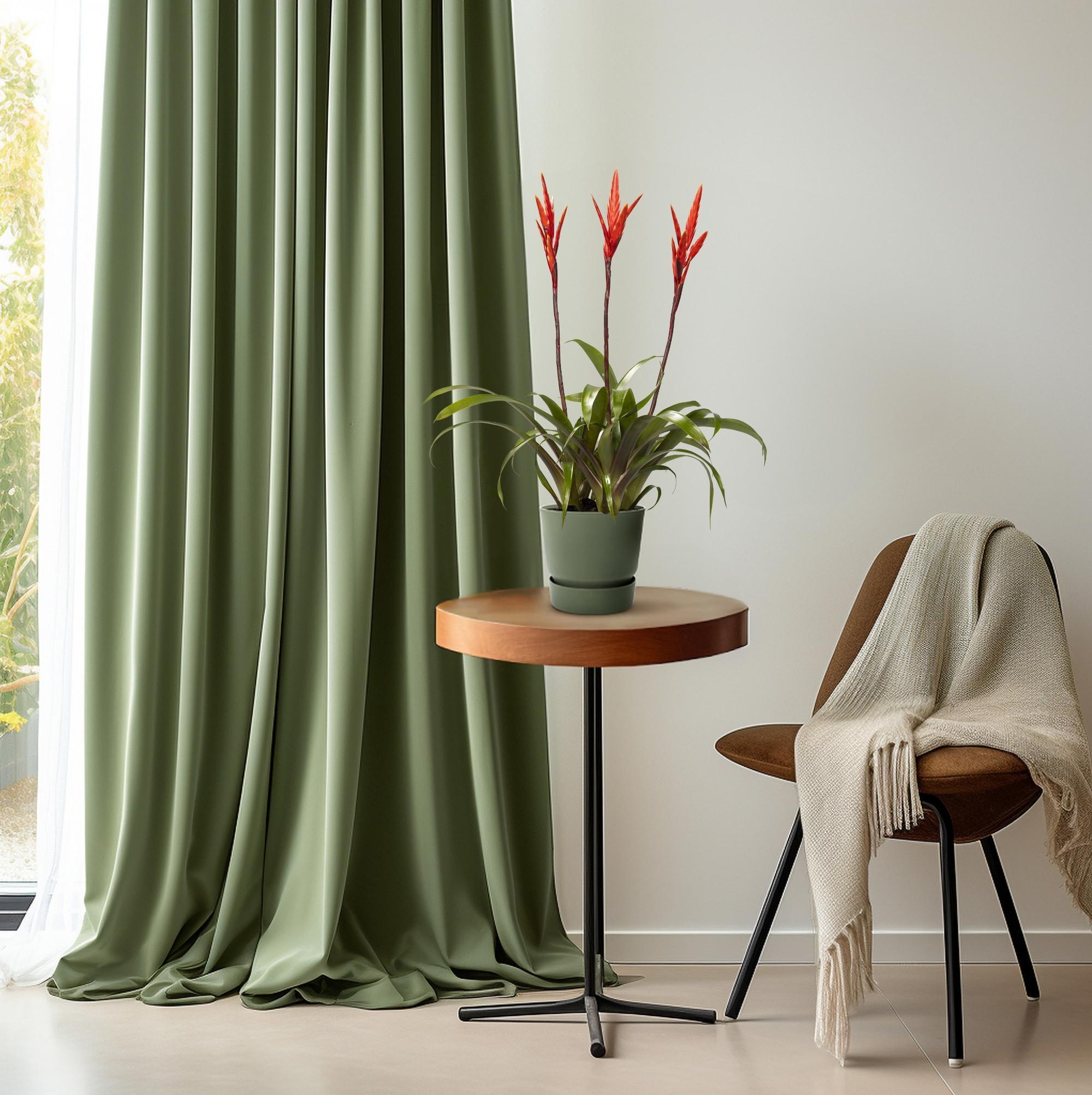 Bromelie - Vriesea Elan Büschel - Ø12cm - ↕55cm