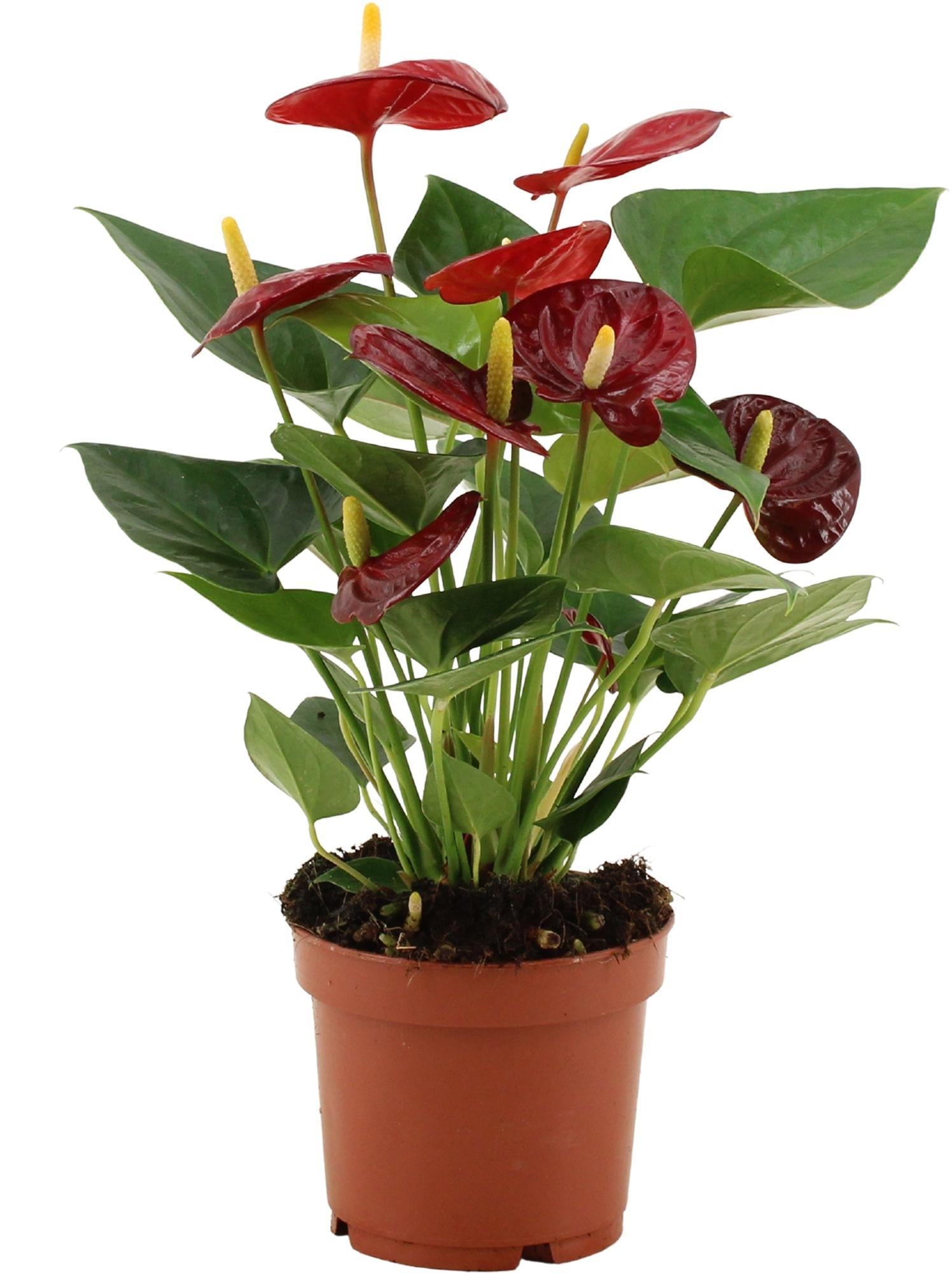 Anthurie - Anthurium Calon In Transparant Sleeve - Ø12cm - ↕36cm
