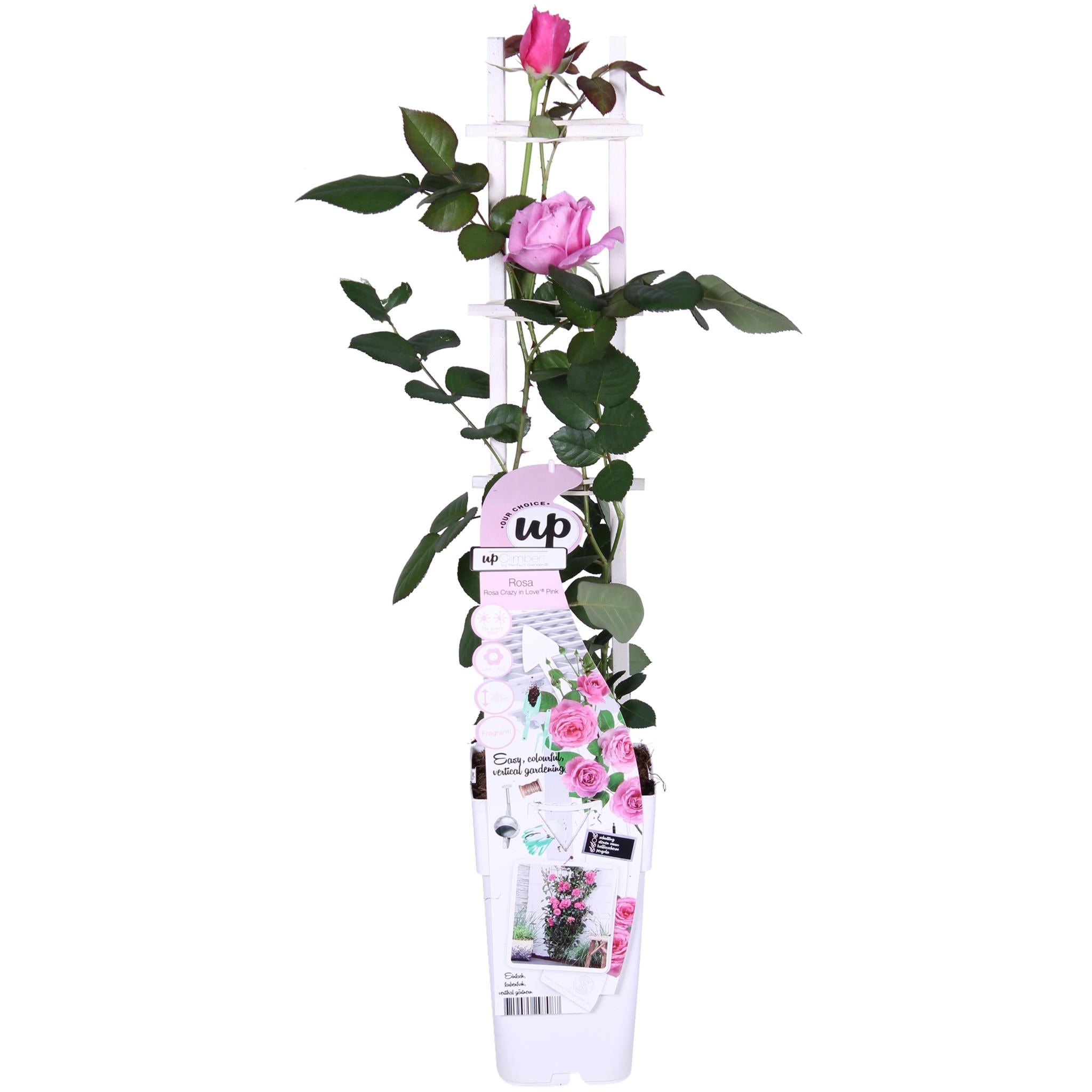Rosen - Rose Crazy in love 'Pink' - Ø15cm - ↕65cm Rosa Rose Kletterrose