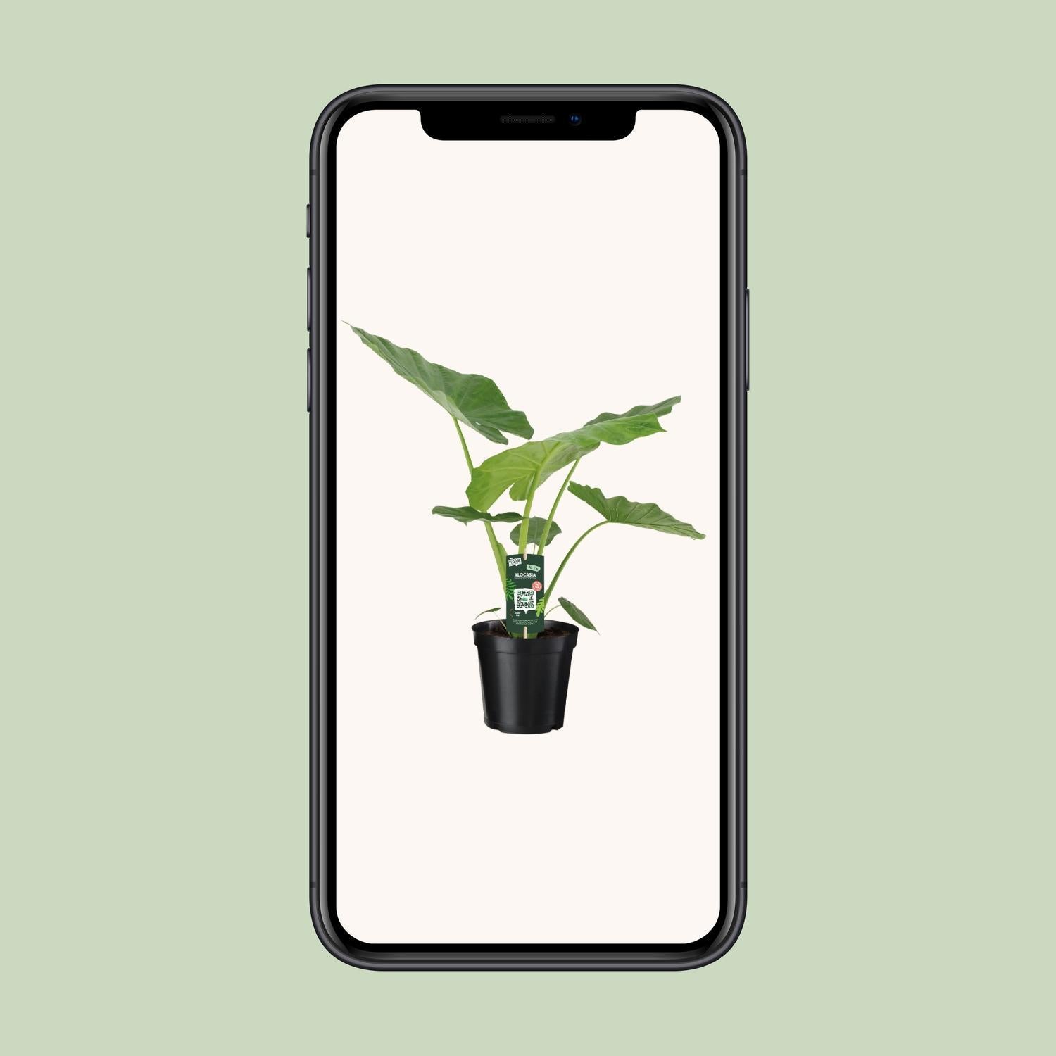 Riesenelefantenohr - Alocasia Macrorrhiza - Ø19cm - ↕70cm