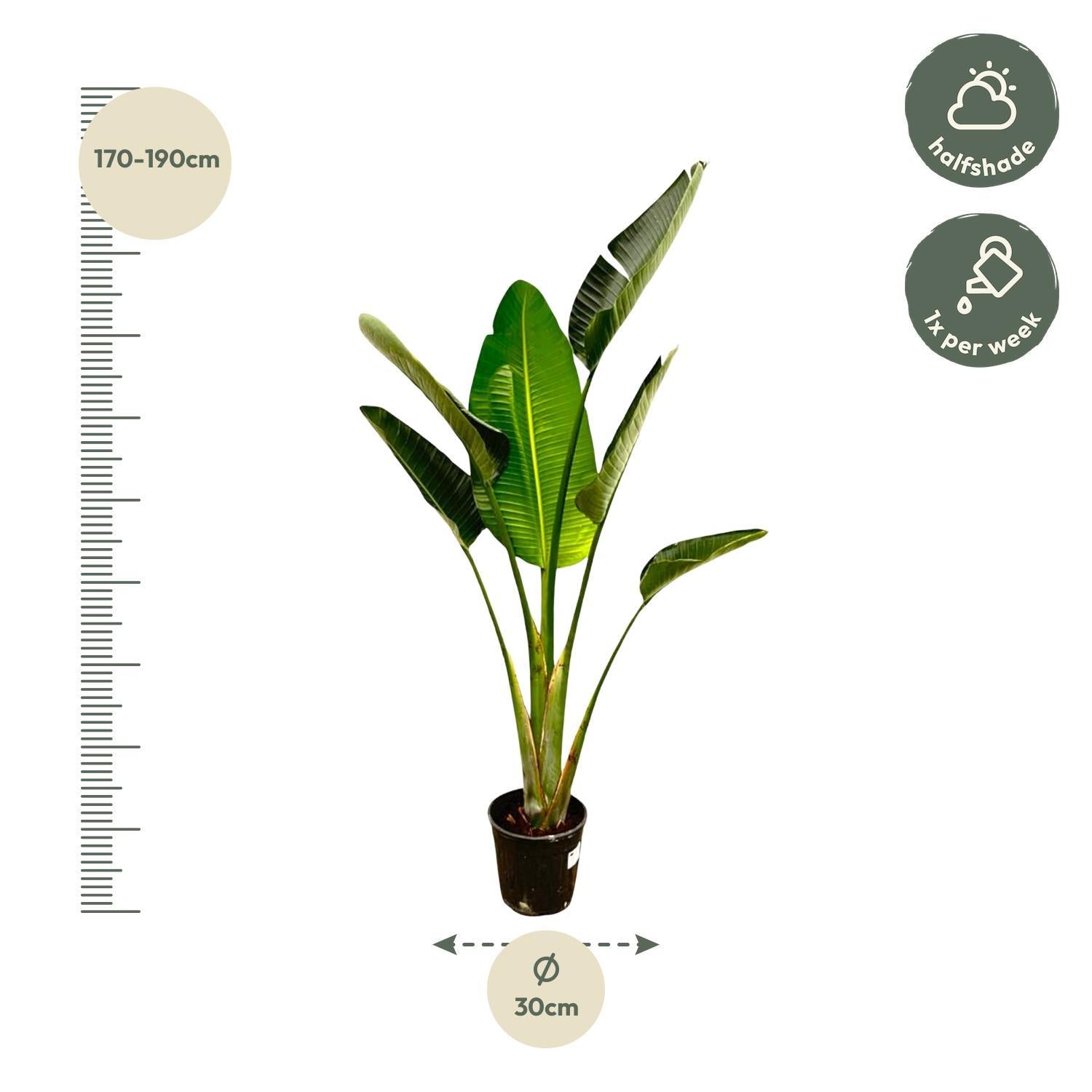Weiße Paradiesvogelblume - Strelitzia Augusta - 180cm - ⌀30