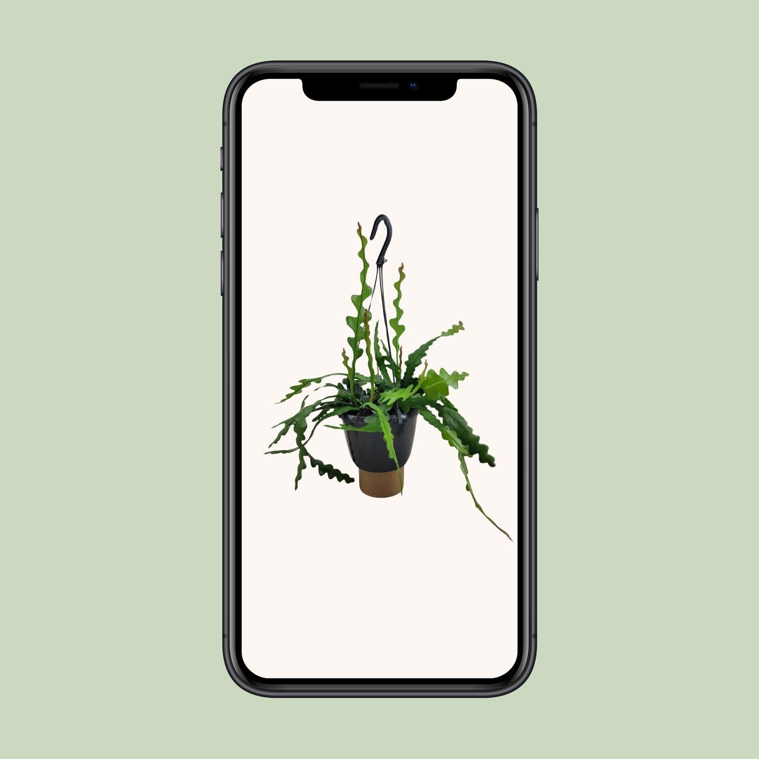 Fischgrätenkaktus - Cactus Epiphyllum Anguliger - Ø14cm - ↕35cm