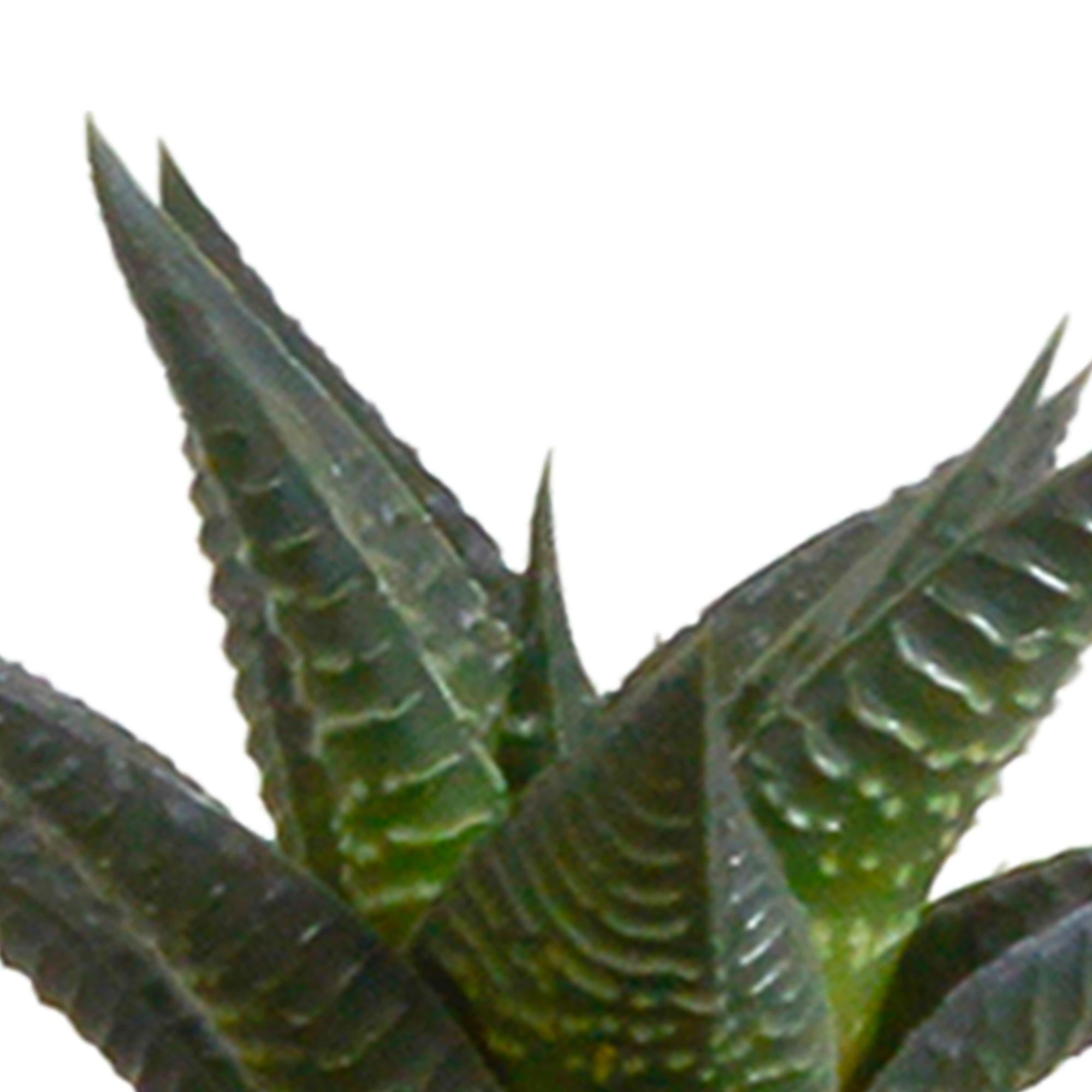 Kakteen - und Sukkulenten Mix - 5,5 cm - im weißen Topf 15 Stück