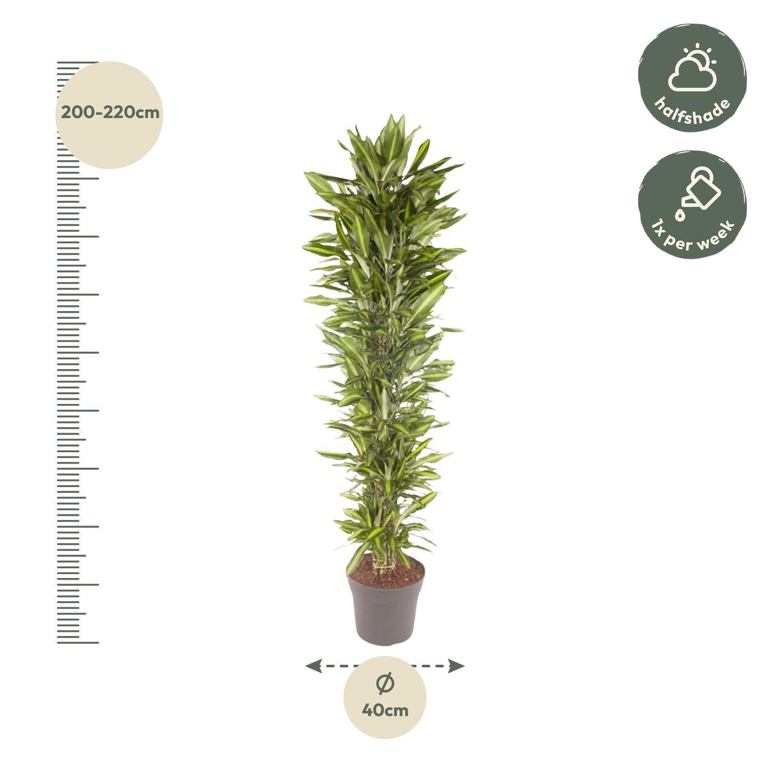 Drachenbaum - Dracaena Cintho verzweigt - 210 cm - ø40