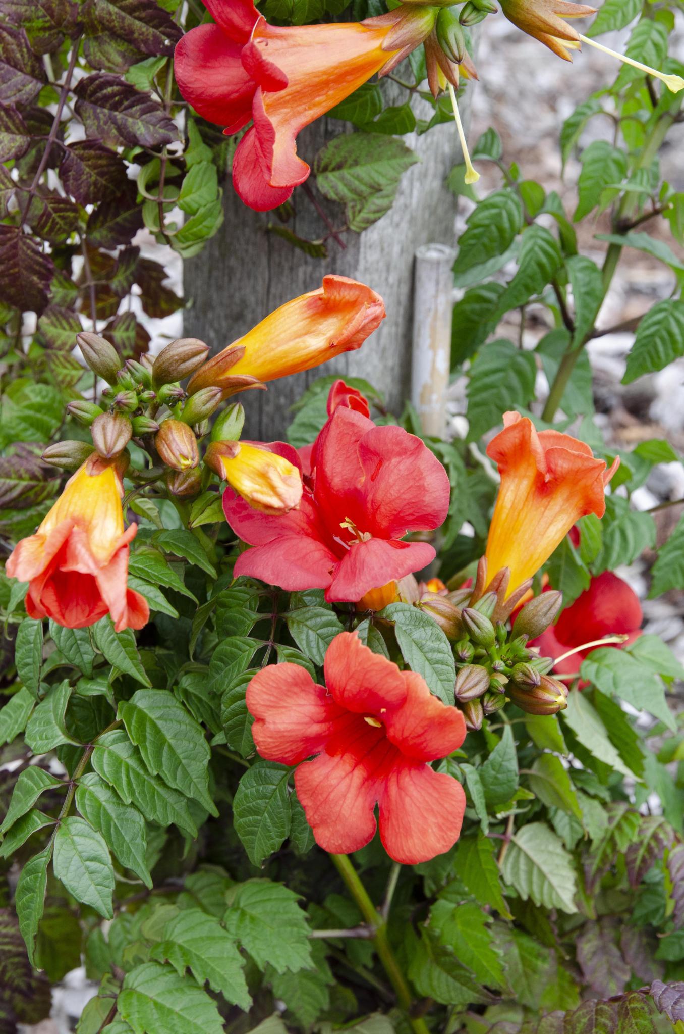 Trompetenblume - Campsis Summer Jazz Fire Trumpet rot - orange Ø15 - ↨65cm