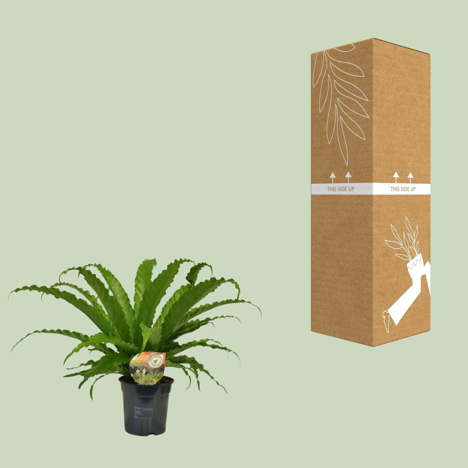 Japanischer Vogelnestfarn - Asplenium Osaka - Ø17cm - ↕40cm