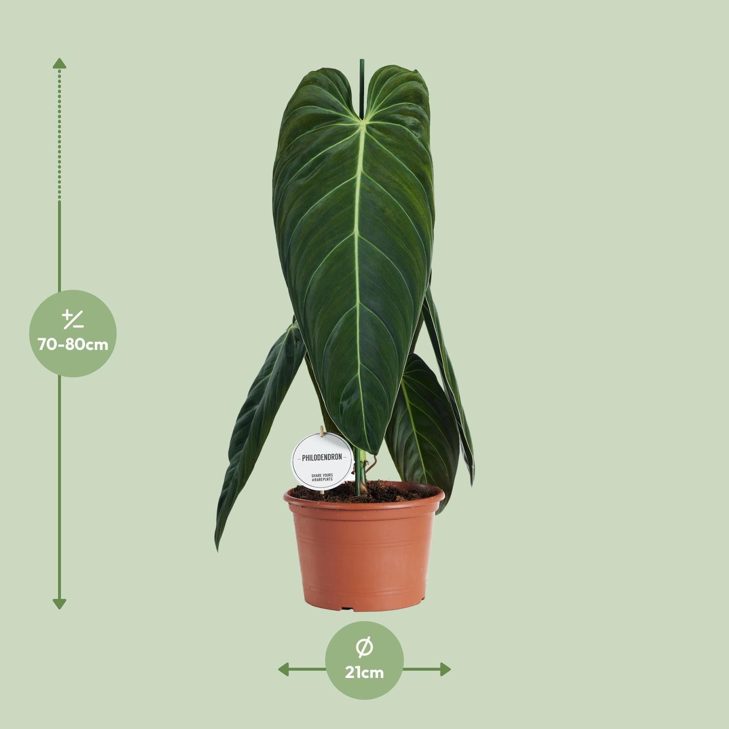 Schwarzgoldener Baumfreund - Philodendron Melanochrysum - Ø21cm - ↕75cm