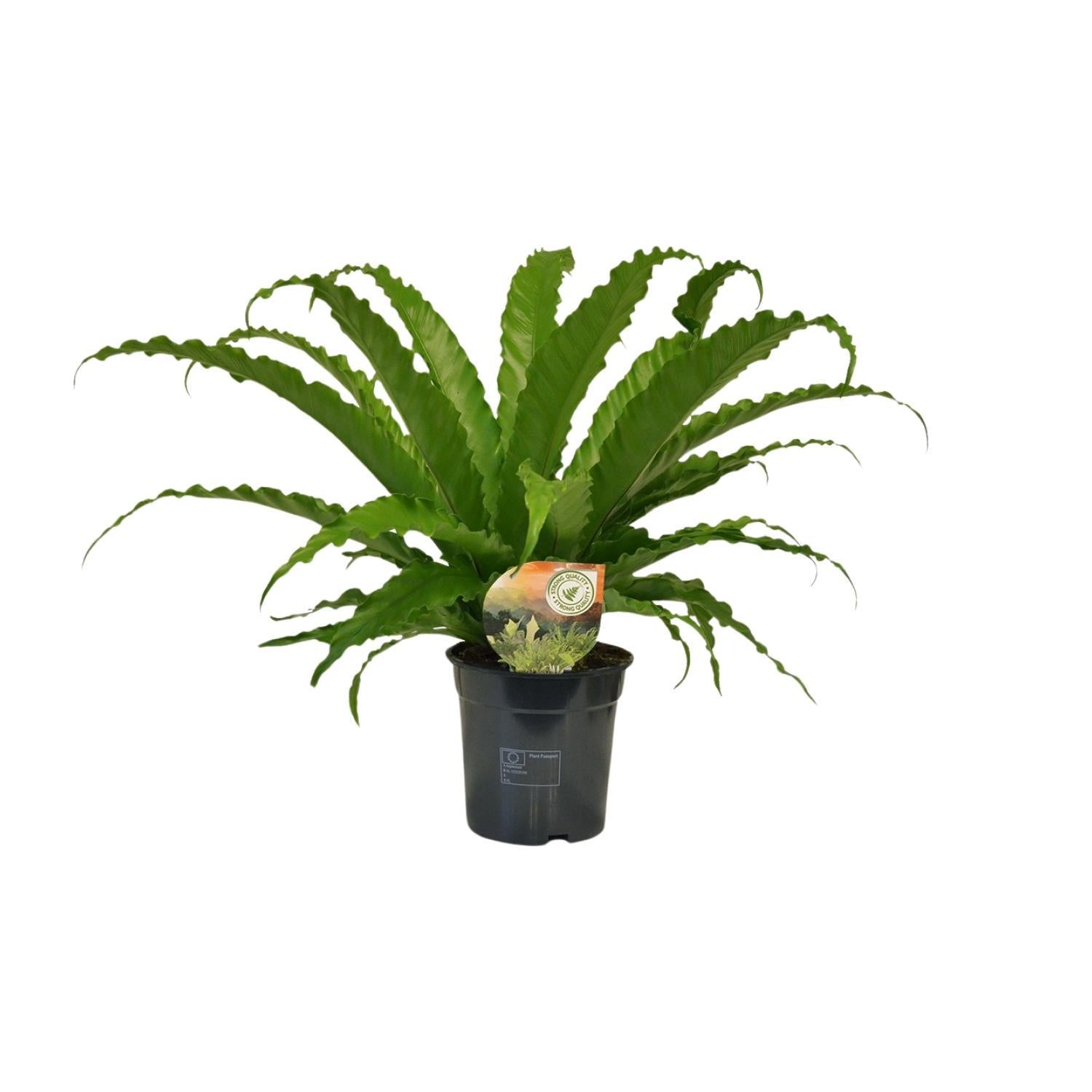 Japanischer Vogelnestfarn - Asplenium Osaka - Ø17cm - ↕40cm