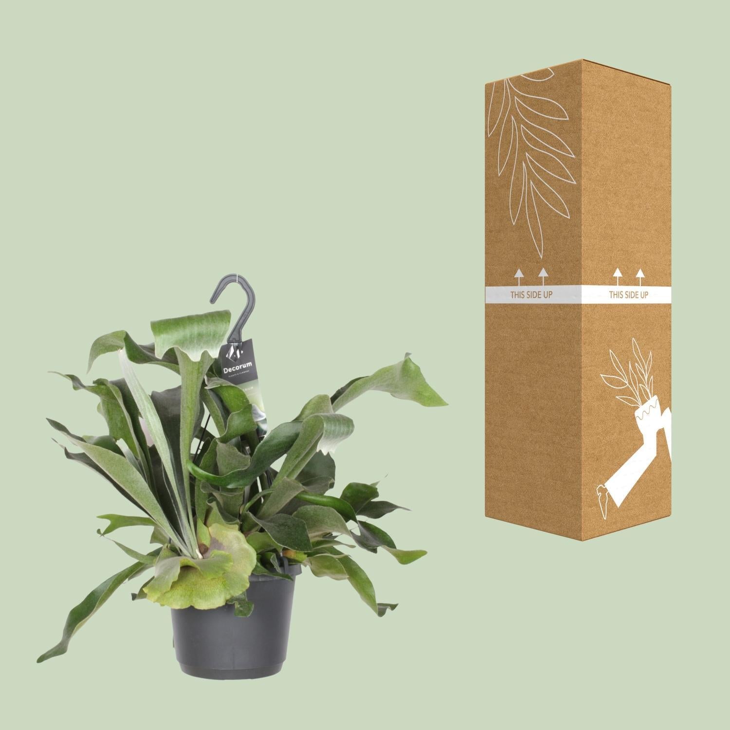 Geweihfarn - Platycerium Bifurcatum - Ø17cm - ↕30cm