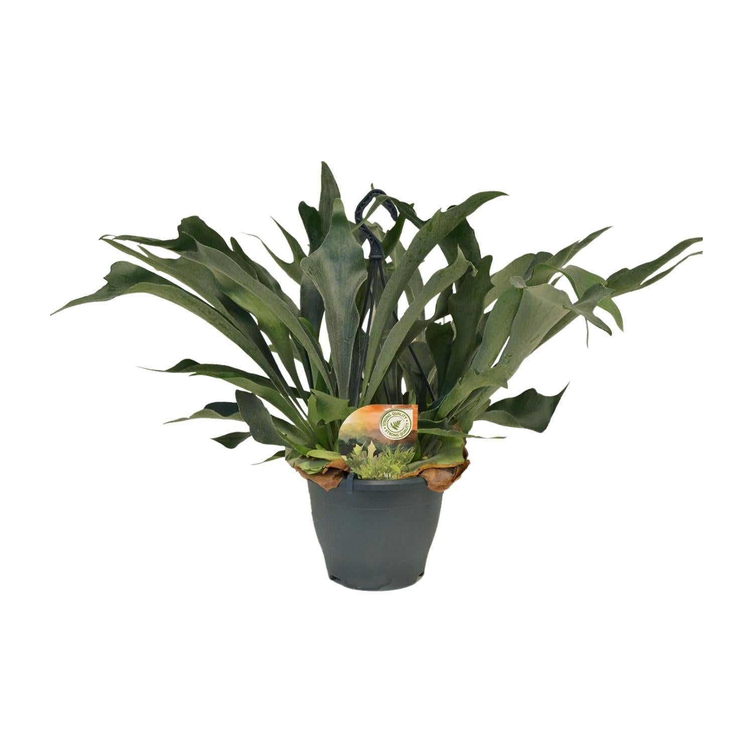 Geweihfarn - Platycerium Bifurcatum - Ø21 ↕50