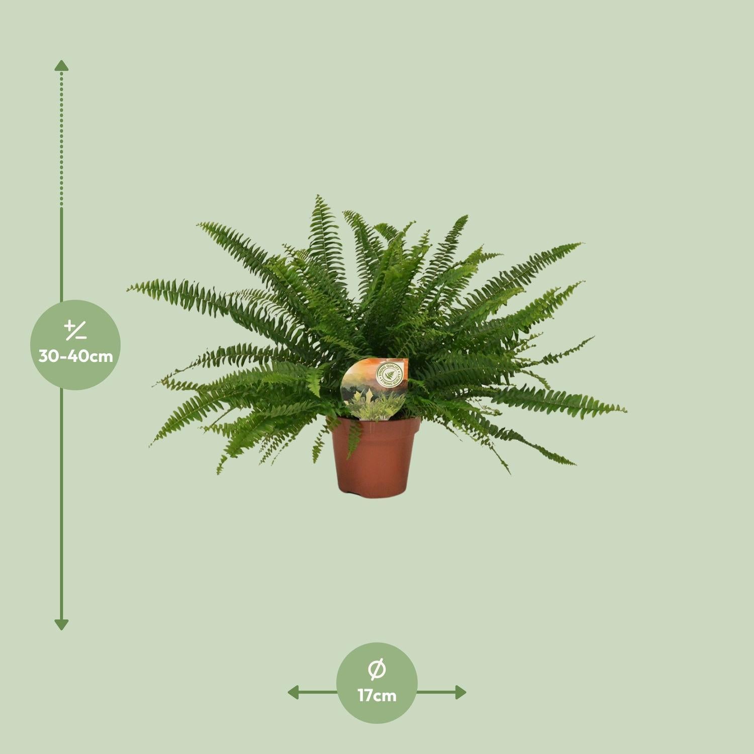 Schwertfarn - Nephrolepis Green Lady - Ø17cm - ↕40cm