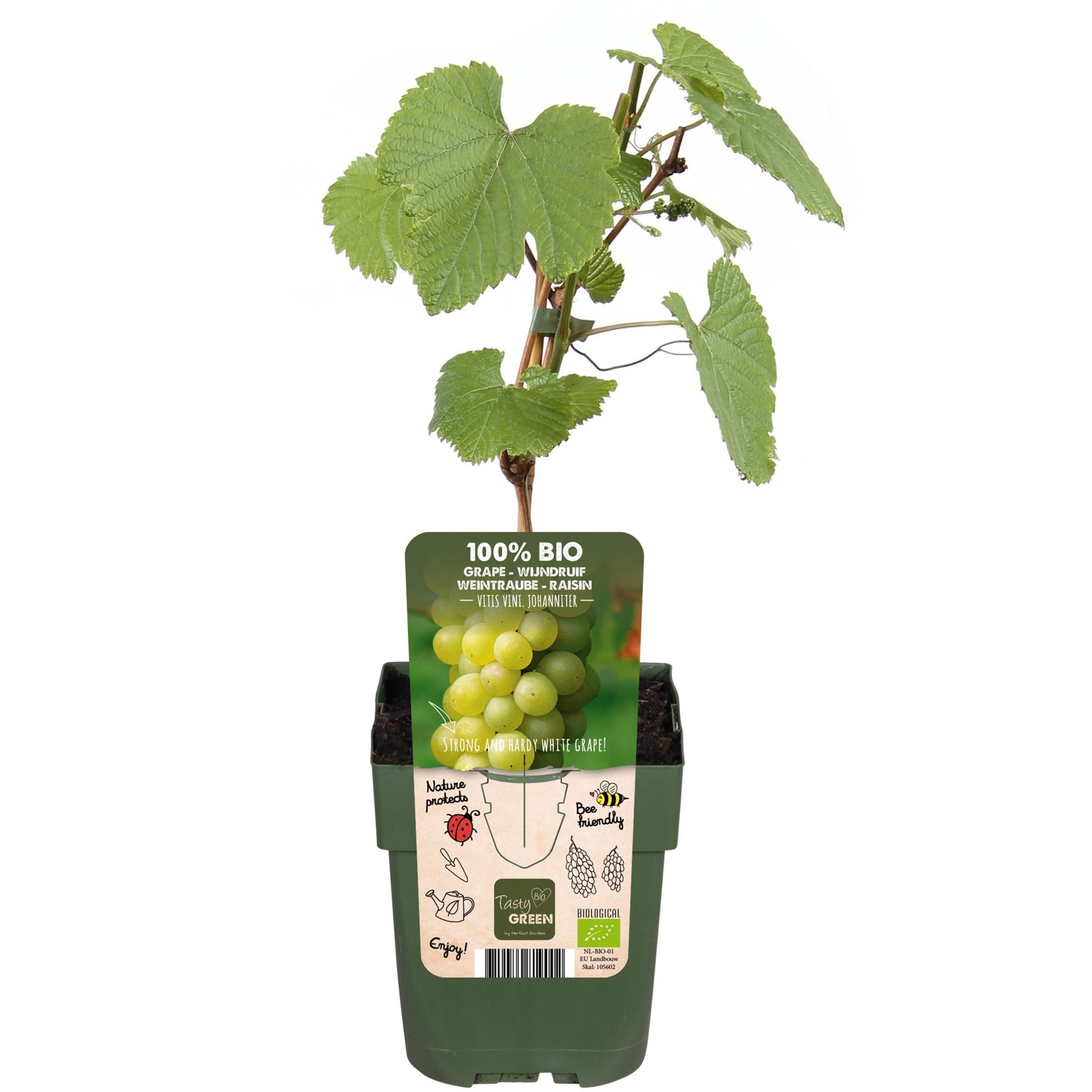 Weinrebenstrauch - Vitis vinifera 'Johanniter' - ↨45cm - Ø13
