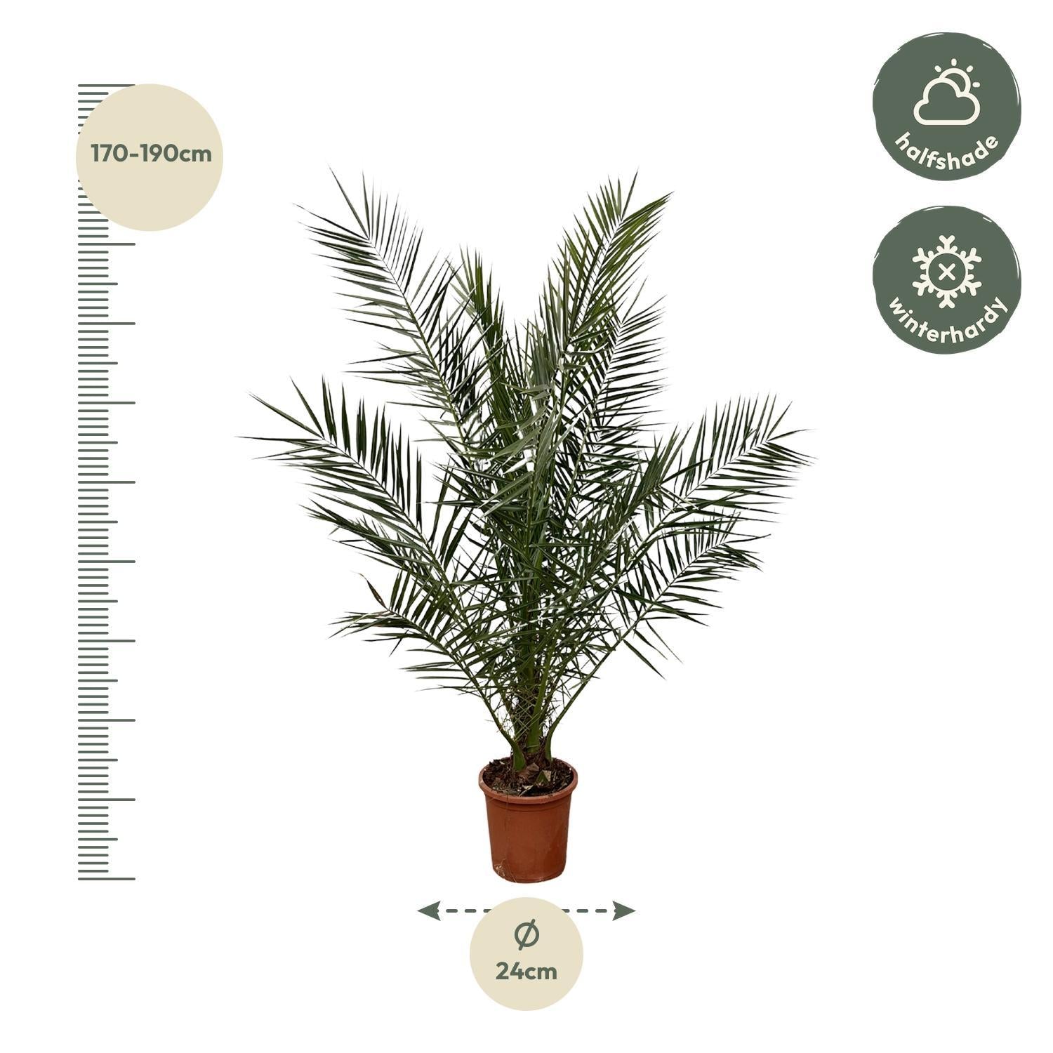 Kanarische Dattelpalme - Phoenix Canariensis - 180 cm - Ø24cm