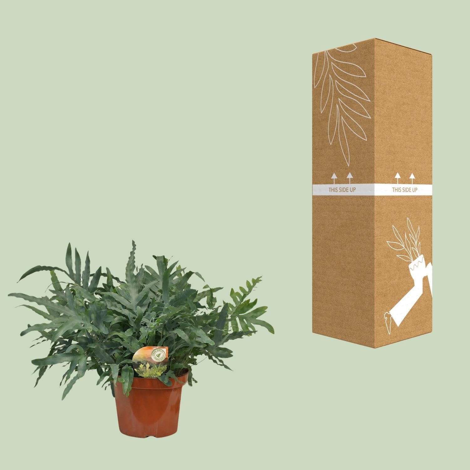 Blauer Tüpfelfarn - Phlebodium Blue Star - Ø26 ↕80