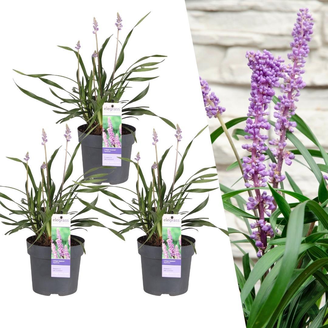 3 x Liriope muscari 'Gingersen' - Ø 14 cm - ↨ 25 cm