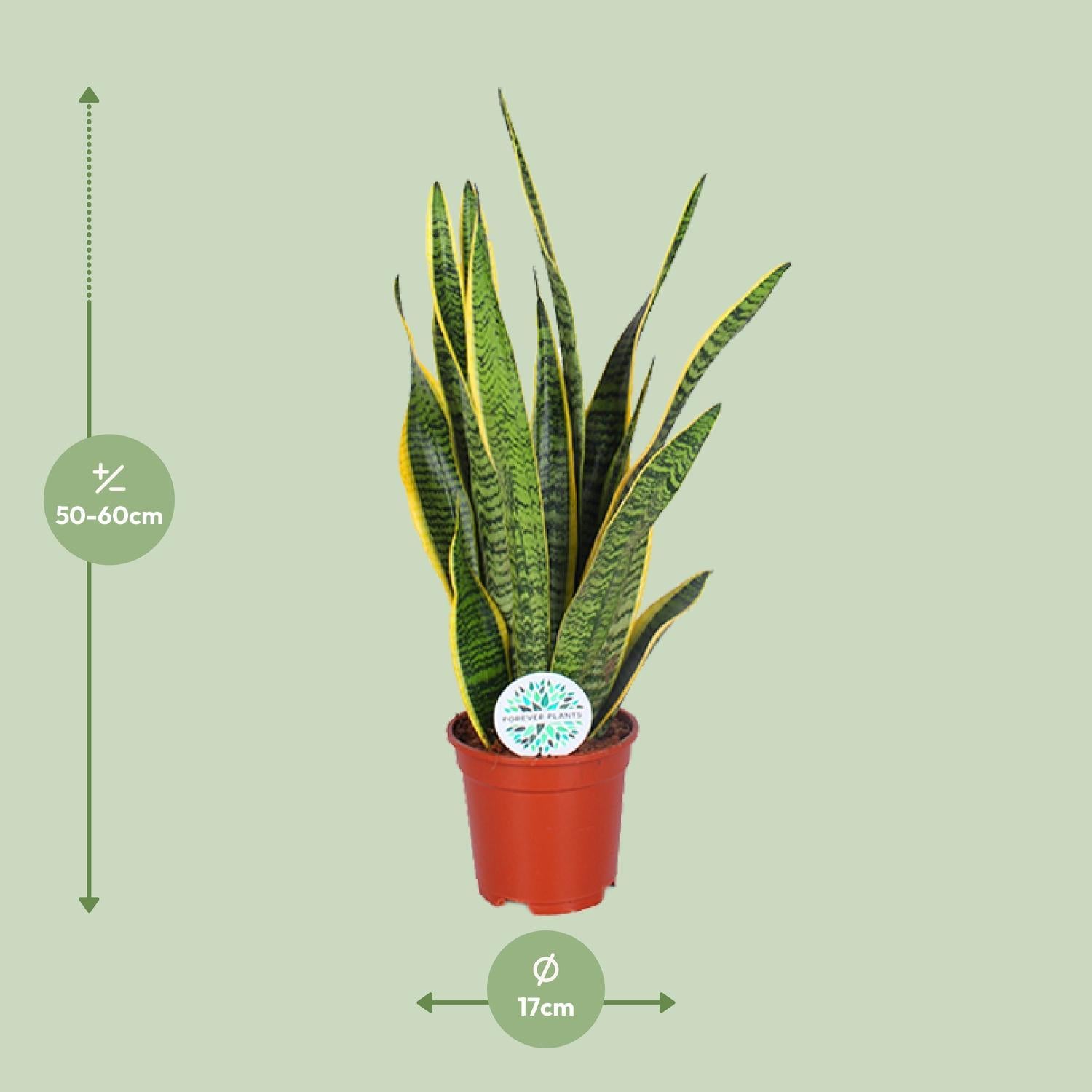 Bogenhanf - Sansevieria Trifasciata Laurentii - Ø17cm - ↕60cm