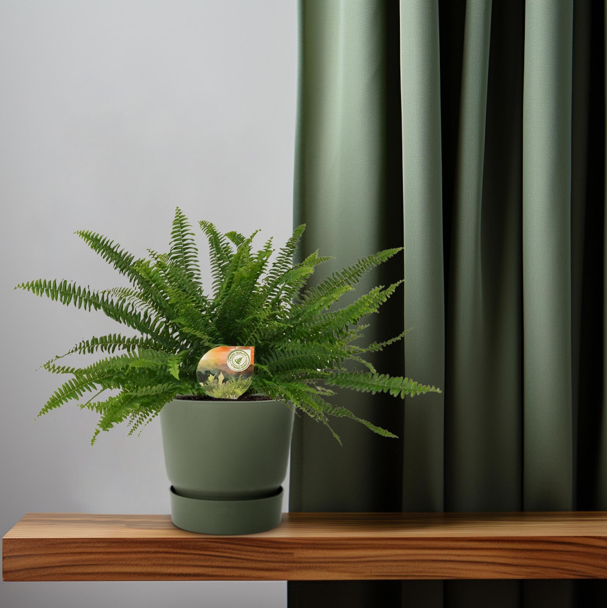 Schwertfarn - Nephrolepis Green Lady - Ø17cm - ↕40cm