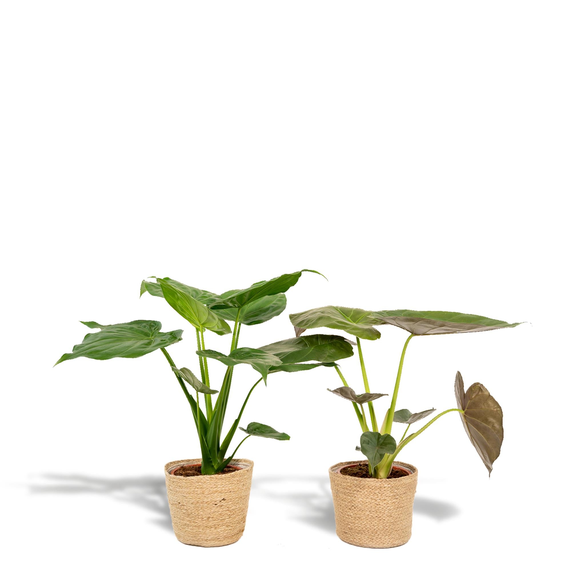Elefantenohr Mix - Alocasia Cucullata - Ø19cm - ↕60cm & Alocasia Wentii - Ø19cm - ↕60cm + Korb Selin