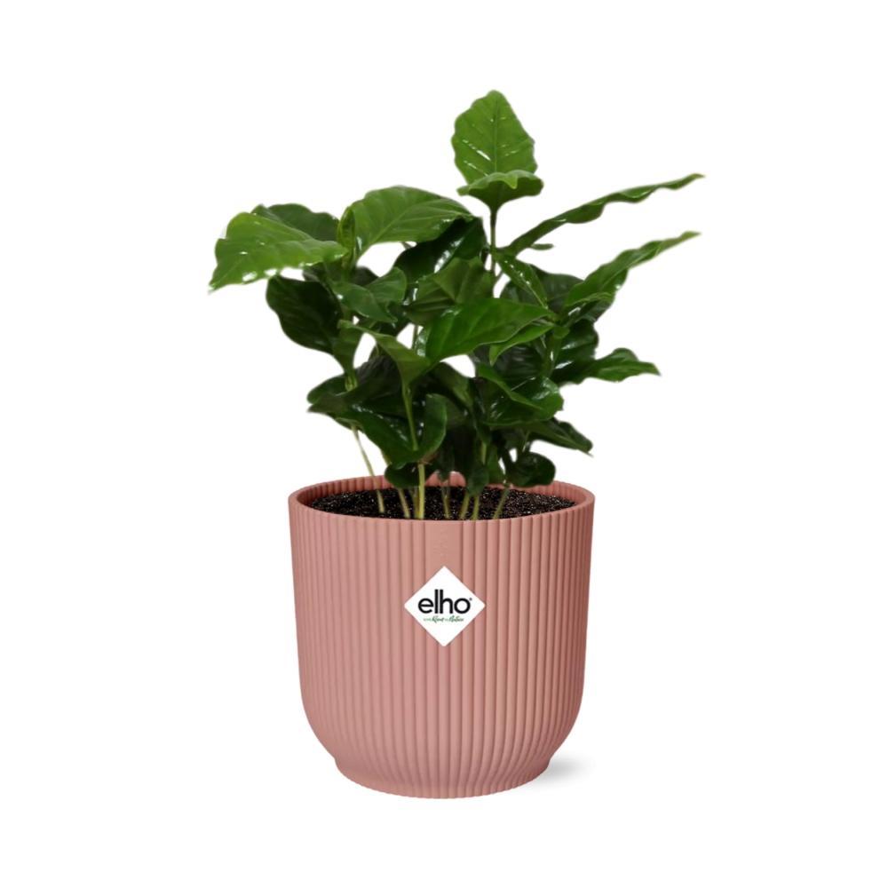 Coffea Arabica - Kaffeepflanze im ELHO Vibes Fold Topf 14cm Topf rosa