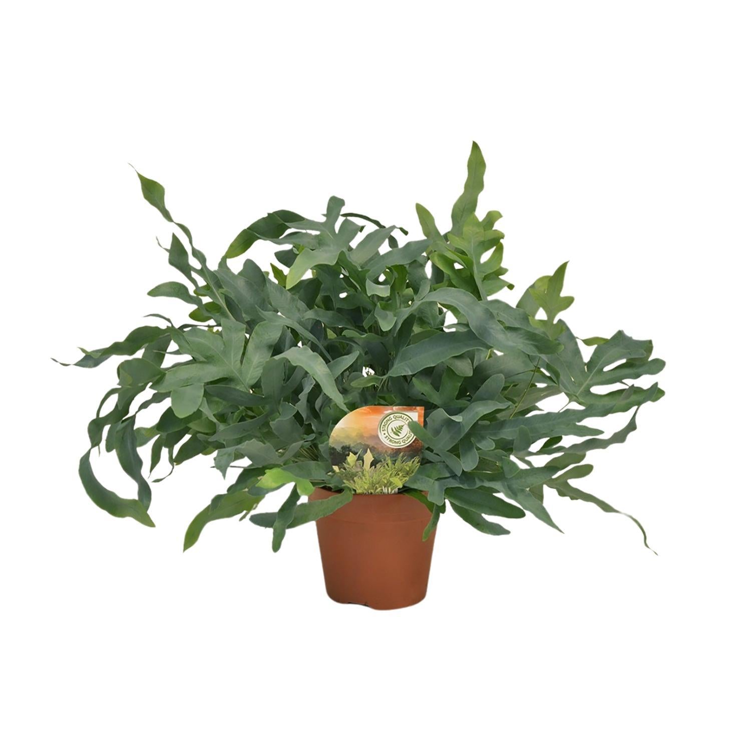 Blauer Tüpfelfarn - Phlebodium Blue Star - Ø17 ↕60