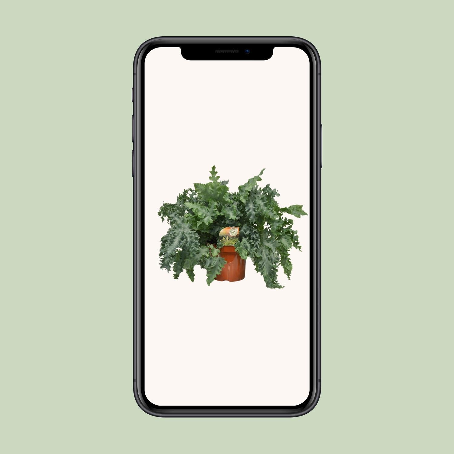 Blauer Farn - Phlebodium Davana - Ø26cm - ↕60cm