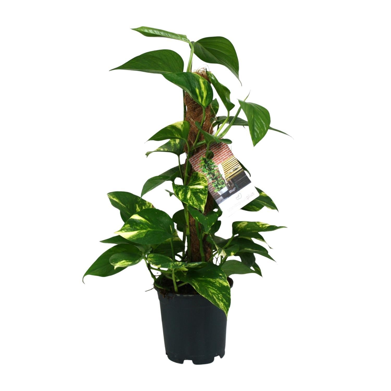 Efeutute - Scindapsus Epipremnum - Ø15cm - ↕50cm