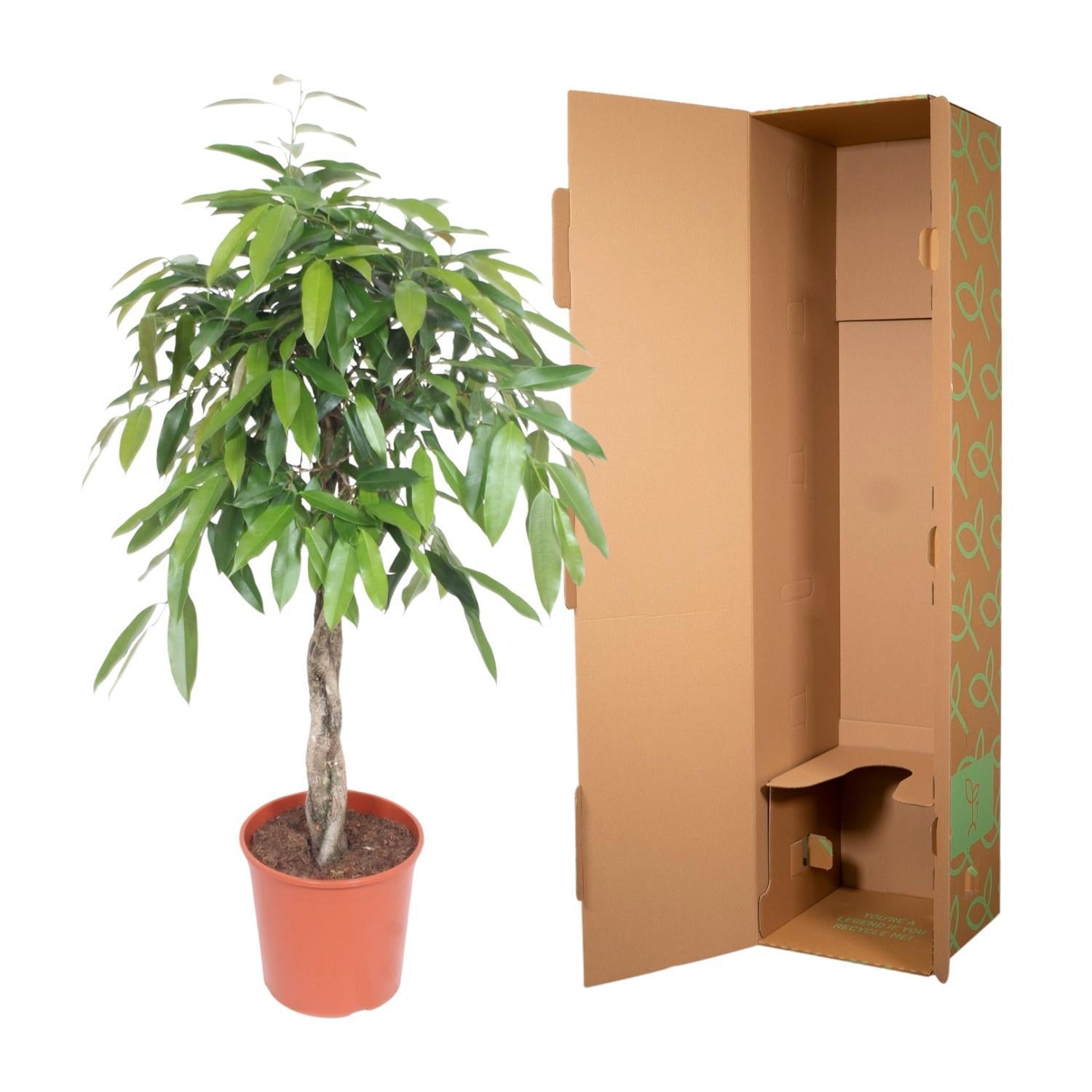 Schmalblättriger Gummibaum - Ficus Amstel King geflochtener Stamm - 140 cm - ø30