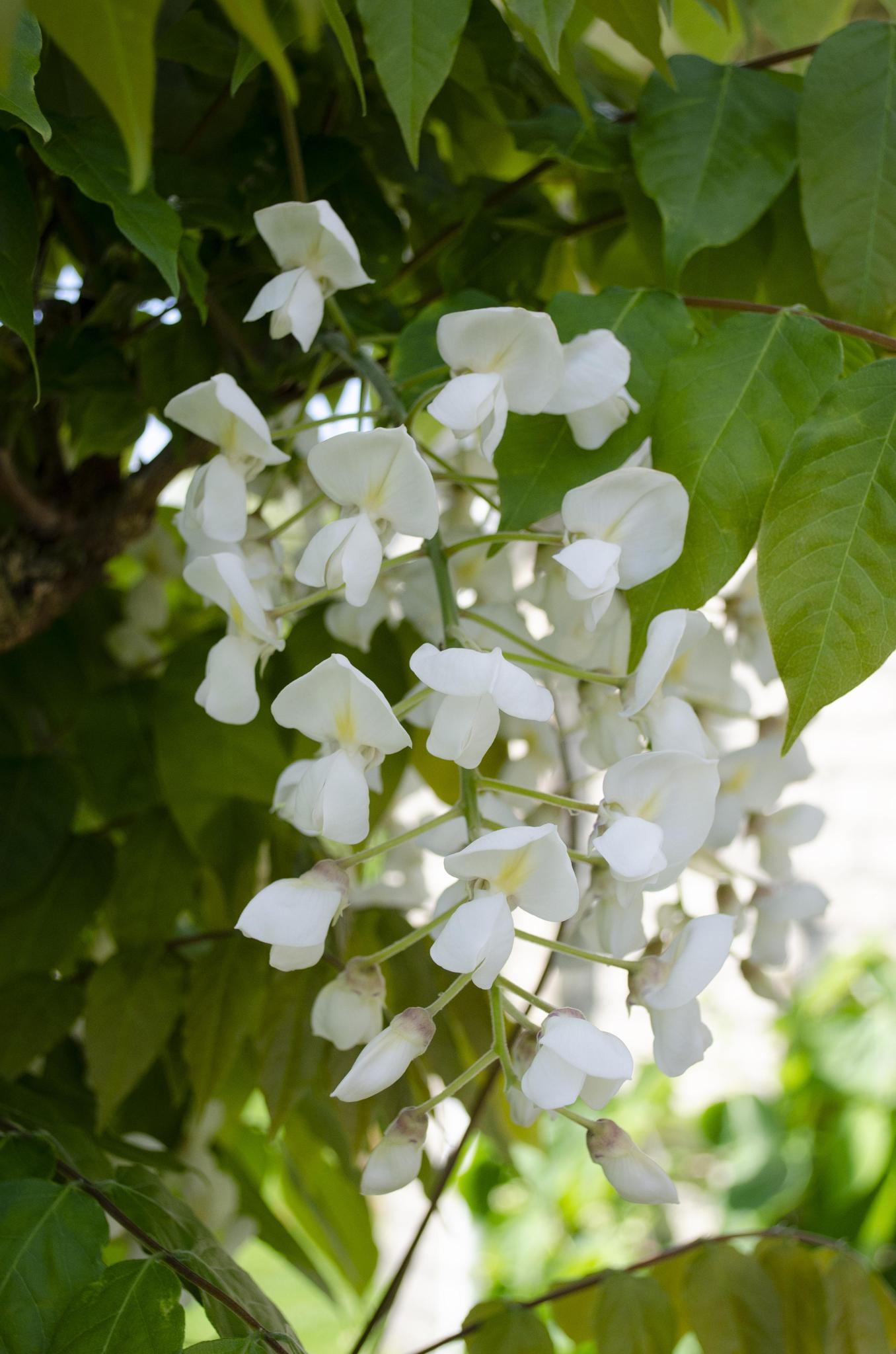 Japanischer Blauregen - Wisteria floribunda 'Longissima Alba'- Blüte weiß - ↨65cm - Ø15 2 Stück