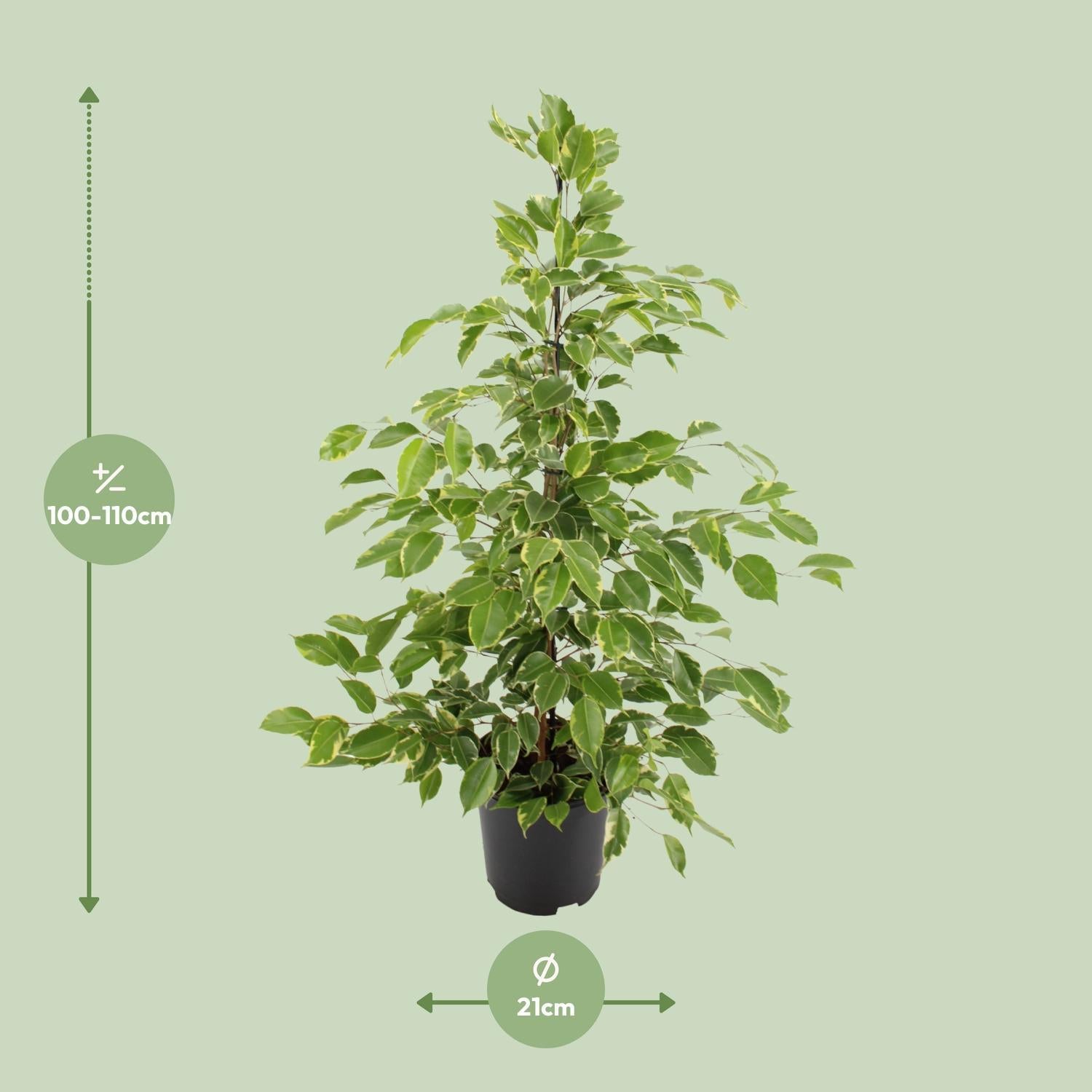 Birkenfeige - Ficus Benjamina Golden King - Ø21cm - ↕95cm