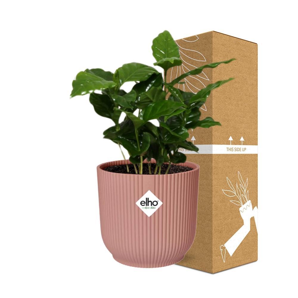 Coffea Arabica - Kaffeepflanze im ELHO Vibes Fold Topf 14cm Topf rosa