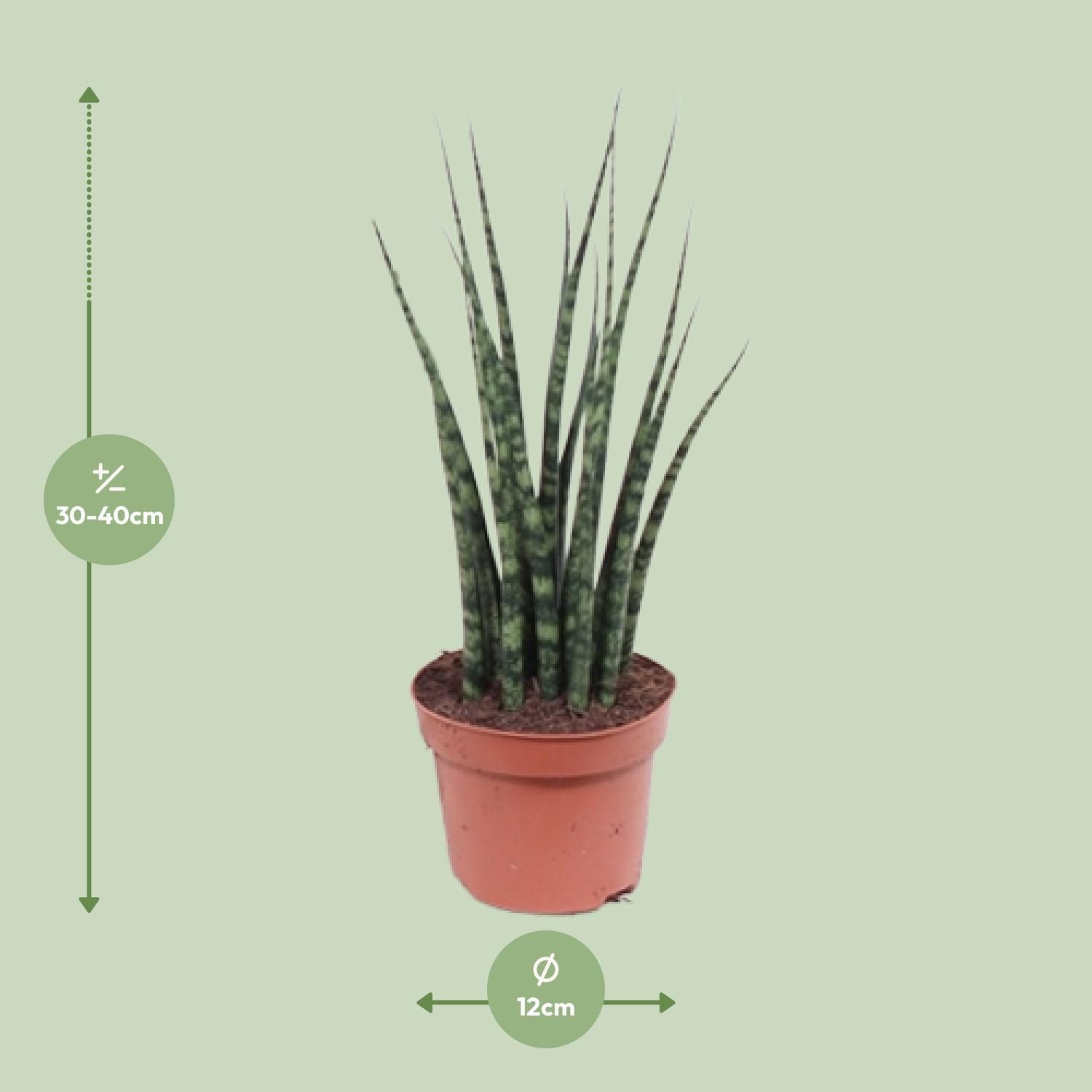 Bogenhanf - Sansevieria Fernwood Mikado - Ø12cm - ↕40cm