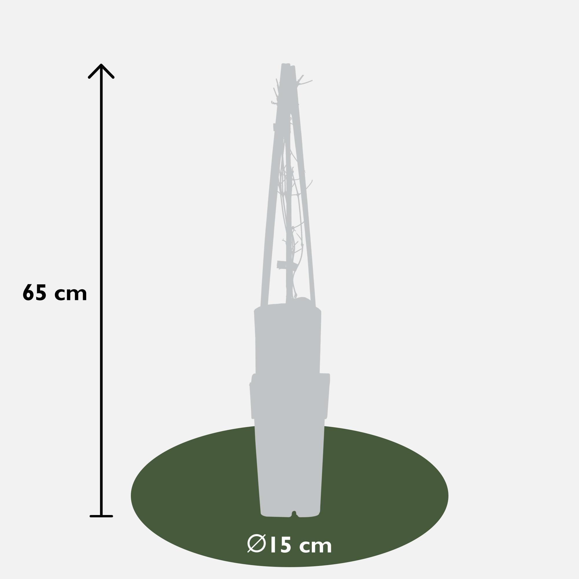 Waldrebe - Clematis Jackmanii - ↨65cm - Ø15 4 Stück