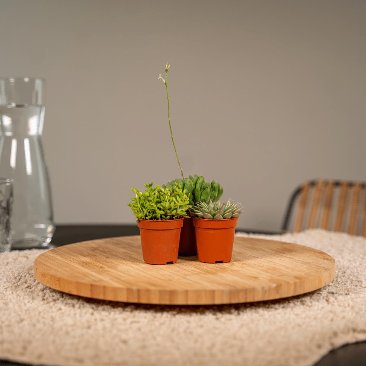 Sukkulenten Mix - Ø5,5cm - ↕7cm 10 Stück