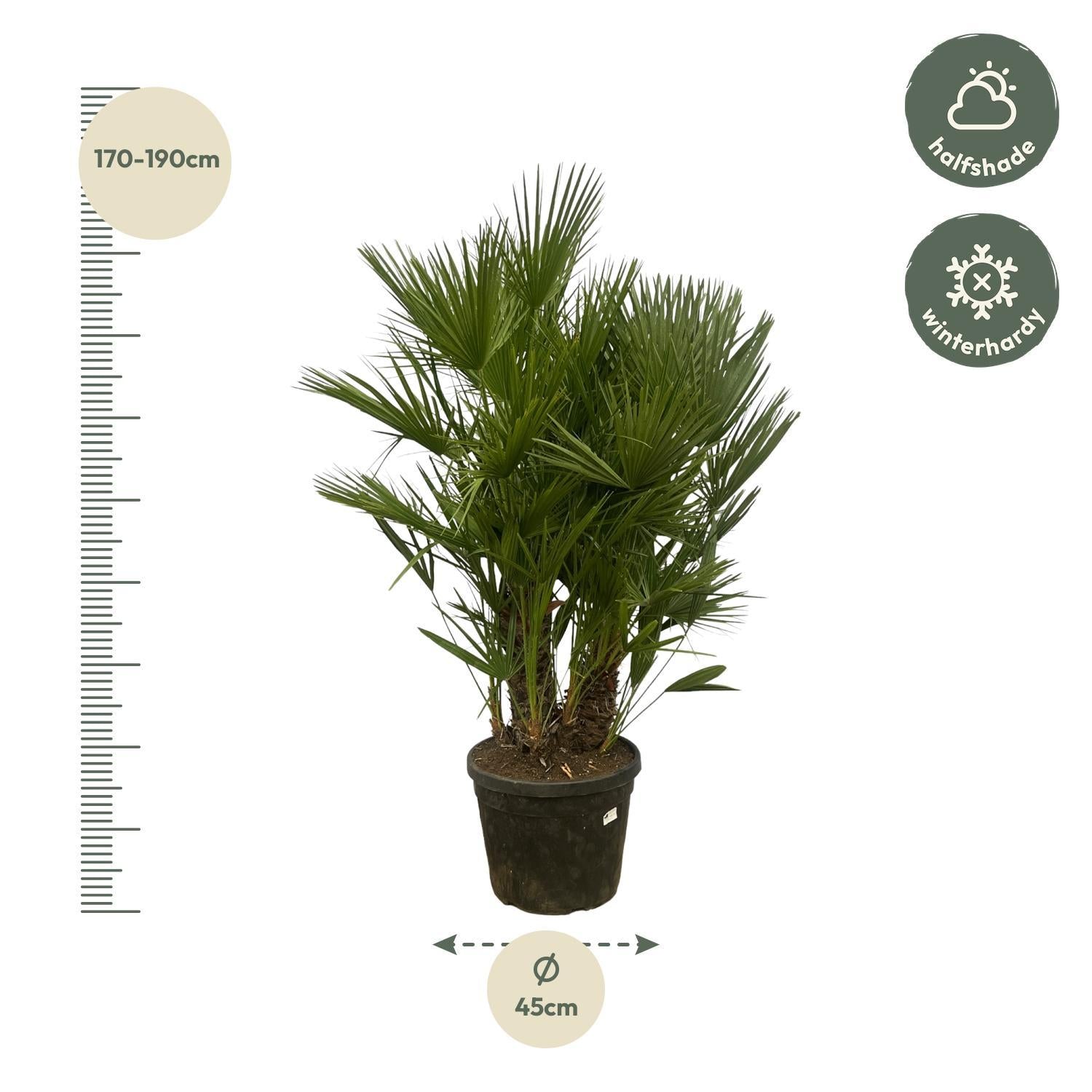 Chamaerops Humilis meerstammig - 180 cm - Ø45cm