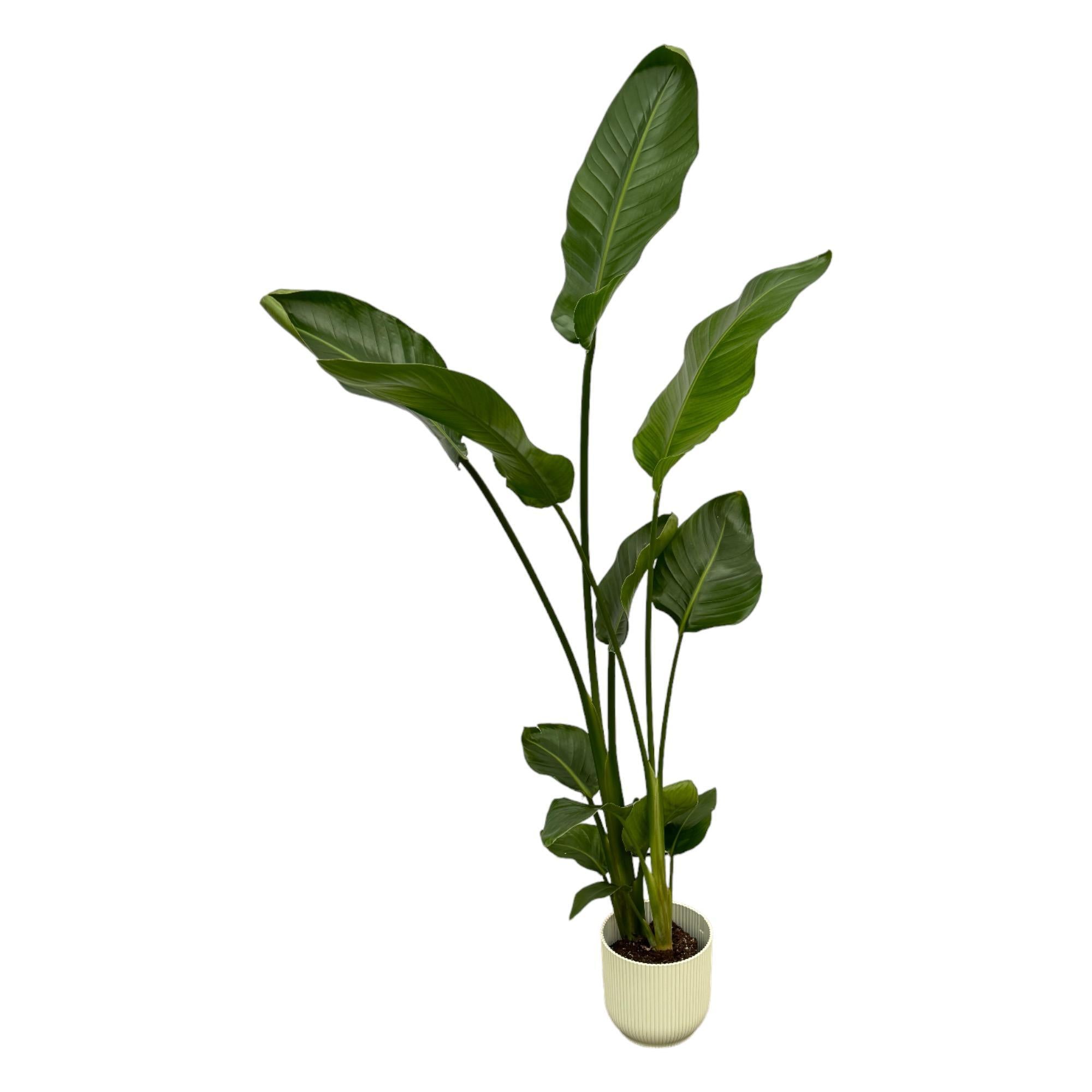 Paradiesvogelblume