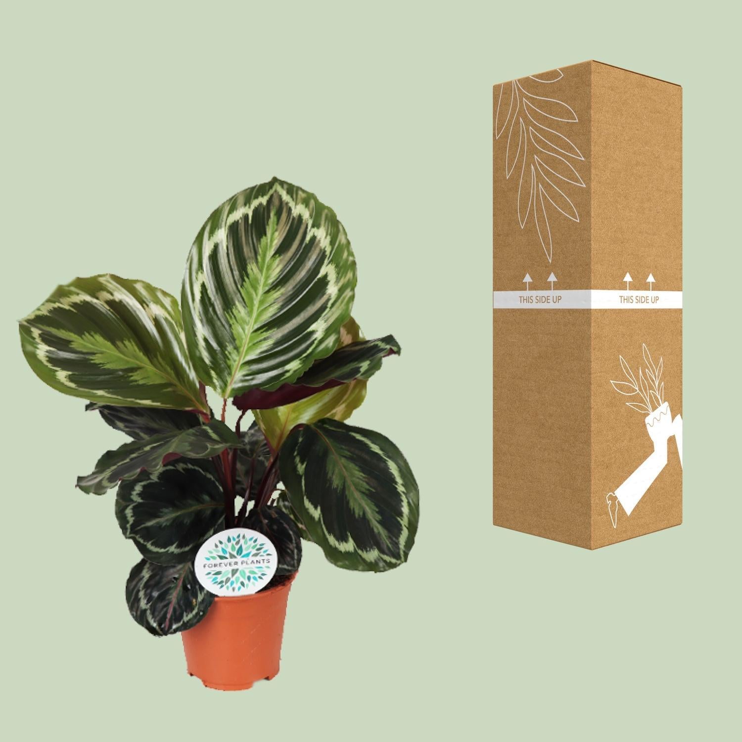 Pfauenpflanze - Calathea Medallion - Ø14cm - ↕45cm