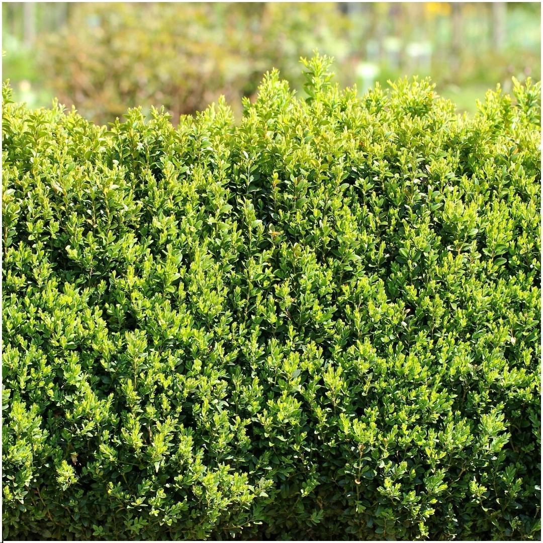 Buchsbaum - Buxus Sempervirens - Hecke - ↕ 20 cm - Ø12 cm 6 Stück