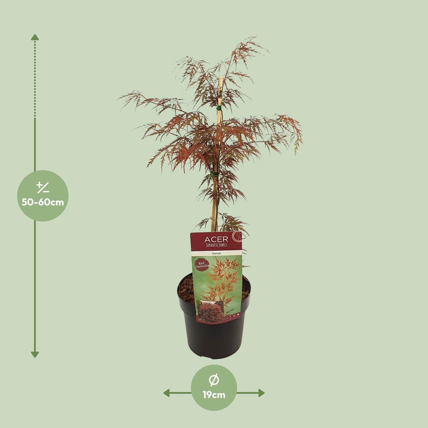 Japanischer Fächerahorn - Acer palmatum 'Garnet' - ↨40cm - Ø19cm