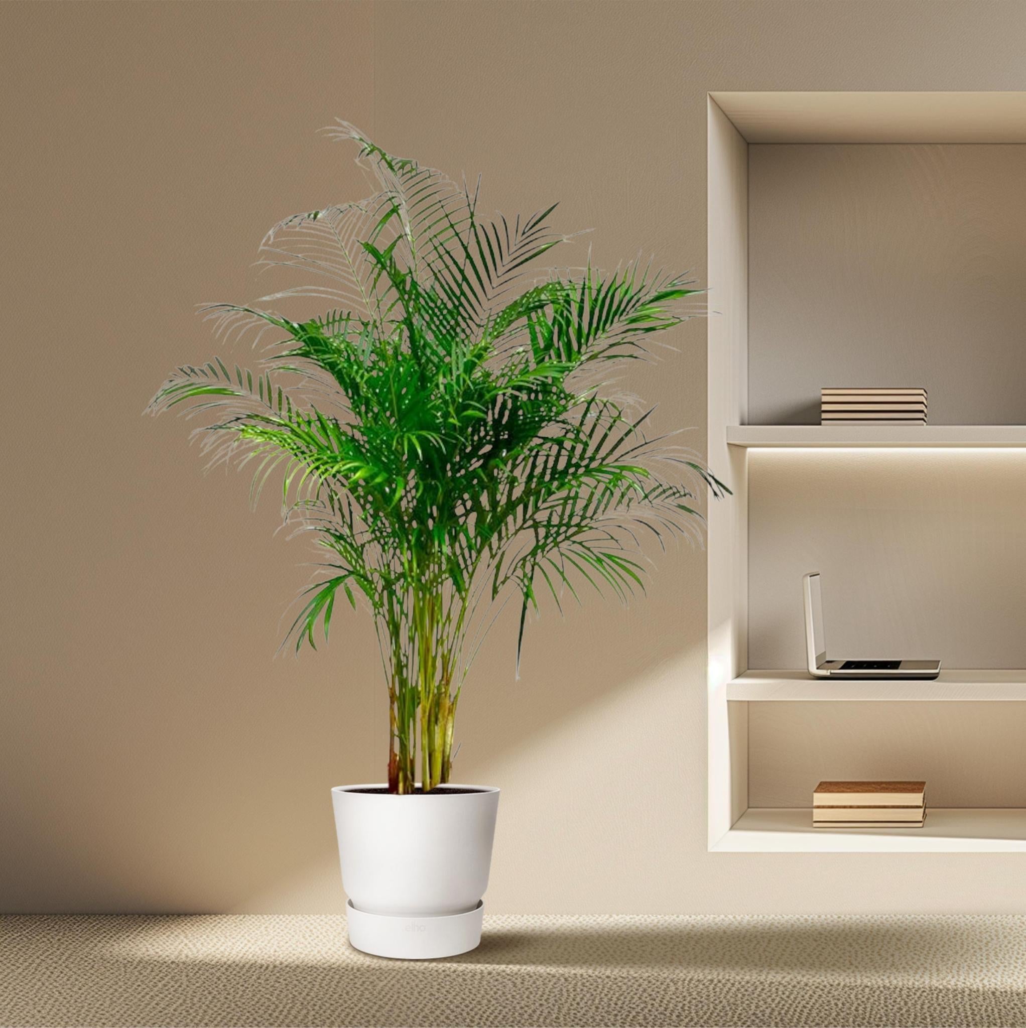 Arecapalme Dypsis Lutescens - 180 cm - ø24