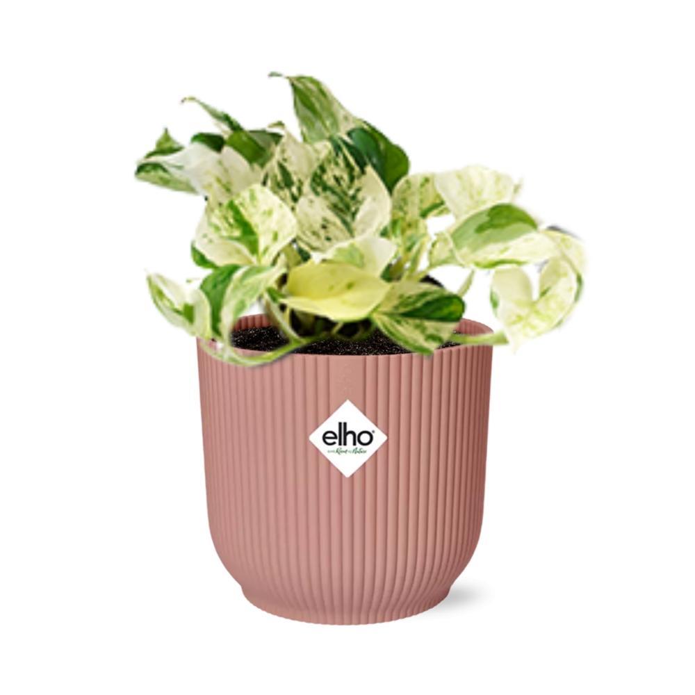 Efeutute - Epipremnum Pinnatum Happy Leaf in ELHO Vibes Fold 14cm Topf Rosa